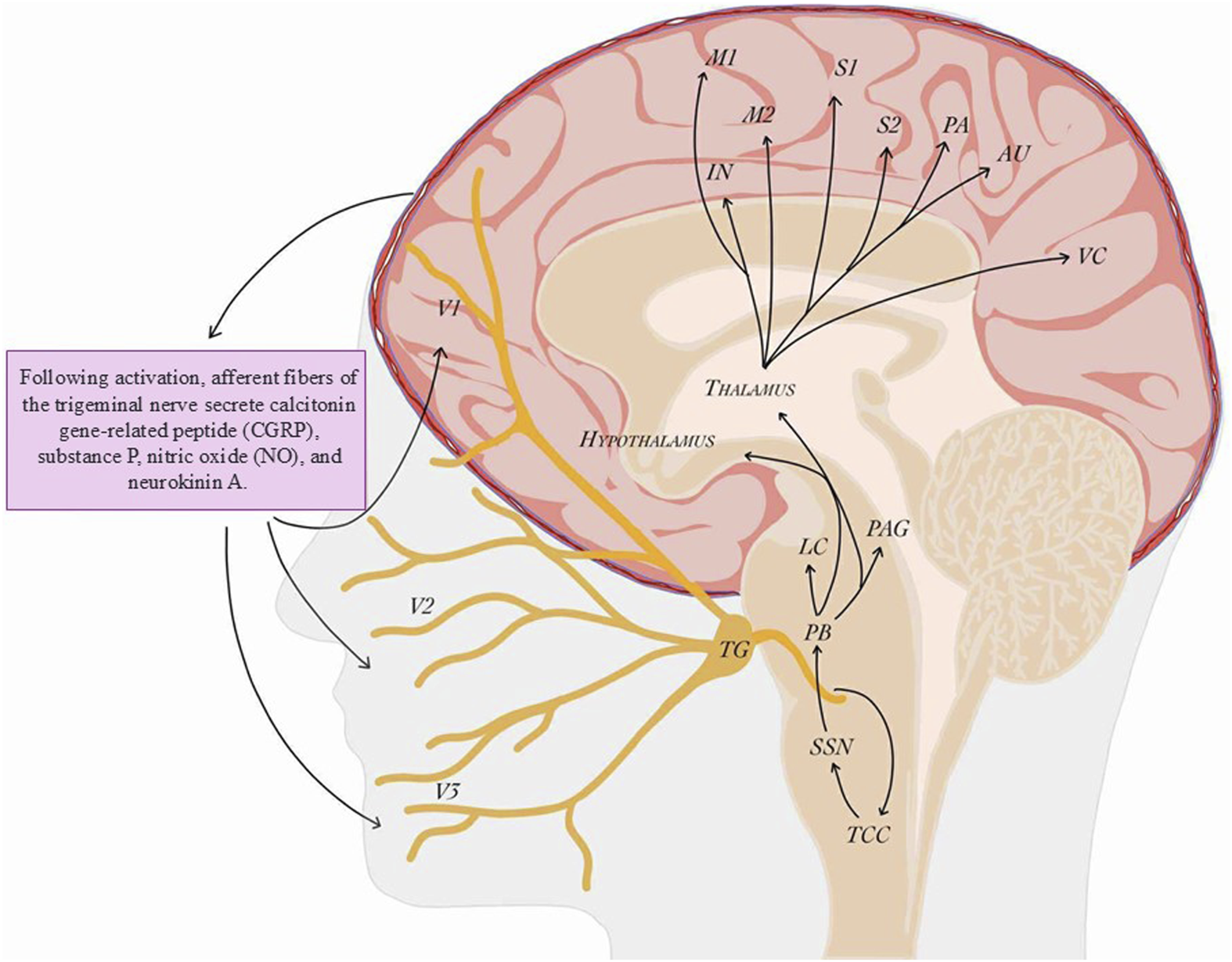 Illustration of a sagittal brain section highlighting the trigeminal nerve pathways and their connection to different brain areas such as the thalamus, hypothalamus, and cortex. Arrows indicate the flow of signals, with a purple box stating the trigeminal nerve secretes calcitonin gene-related peptide, substance P, nitric oxide, and neurokinin A upon activation.