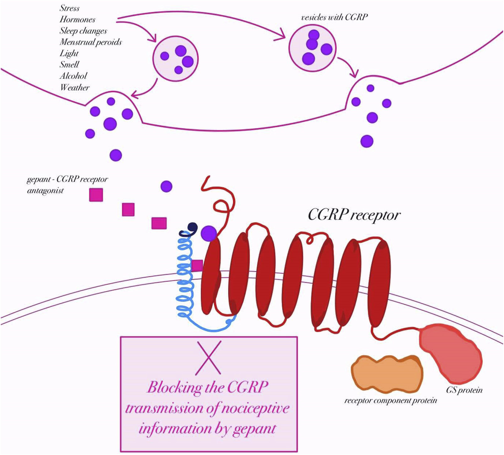Diagram illustrating the blocking of CGRP transmission by gepant, a CGRP receptor antagonist. Purple dots represent CGRP, released from vesicles due to factors like stress and hormones. Gepant blocks CGRP receptor binding, preventing nociceptive signal transmission. Components include receptor, GS protein, and receptor component protein.