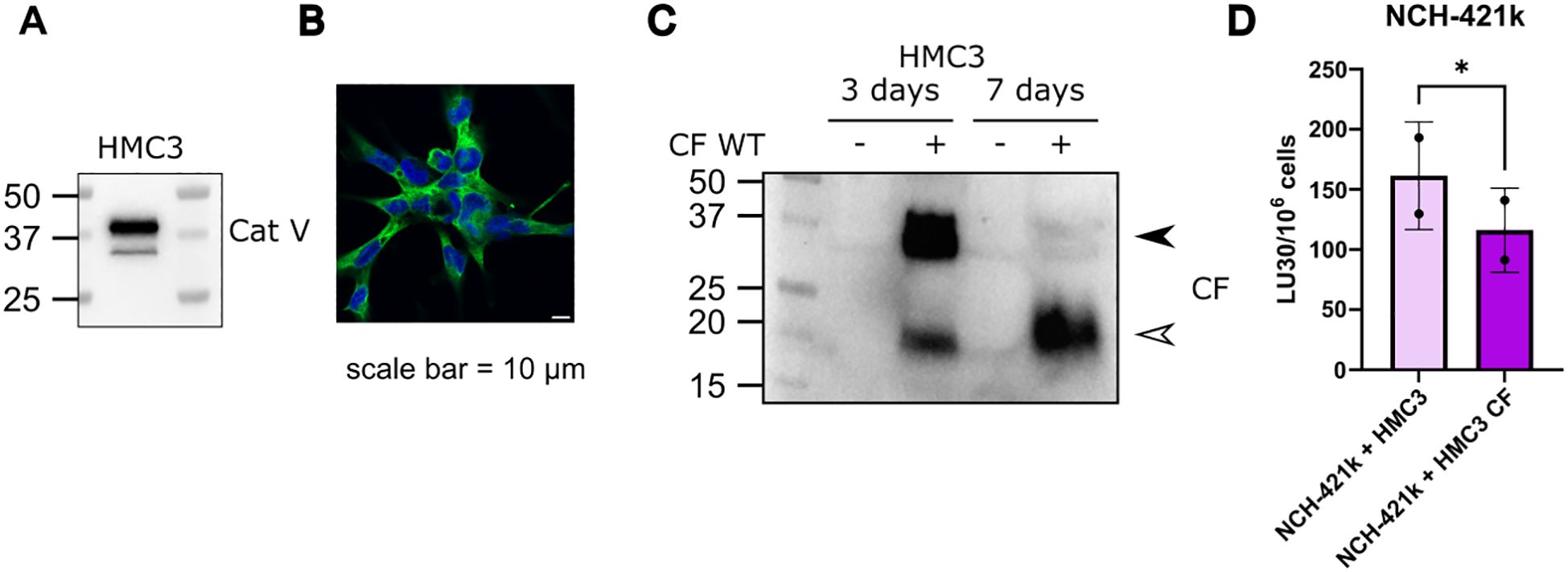 Panel A shows a Western blot for Cathepsin V in HMC3 cells, indicating protein bands around 37 kDa. Panel B displays a fluorescence image of HMC3 cells stained for cathepsin V, with a scale bar indicating 10 micrometers. Panel C is a Western blot for CF expression in HMC3 at 3 and 7 days with and without treatment, showing multiple bands. Panel D is a bar graph comparing LU30/10^6 cells of pNK against NCH-421k co-cultured with HMC3 or HMC3 CF, with a statistically significant difference indicated.