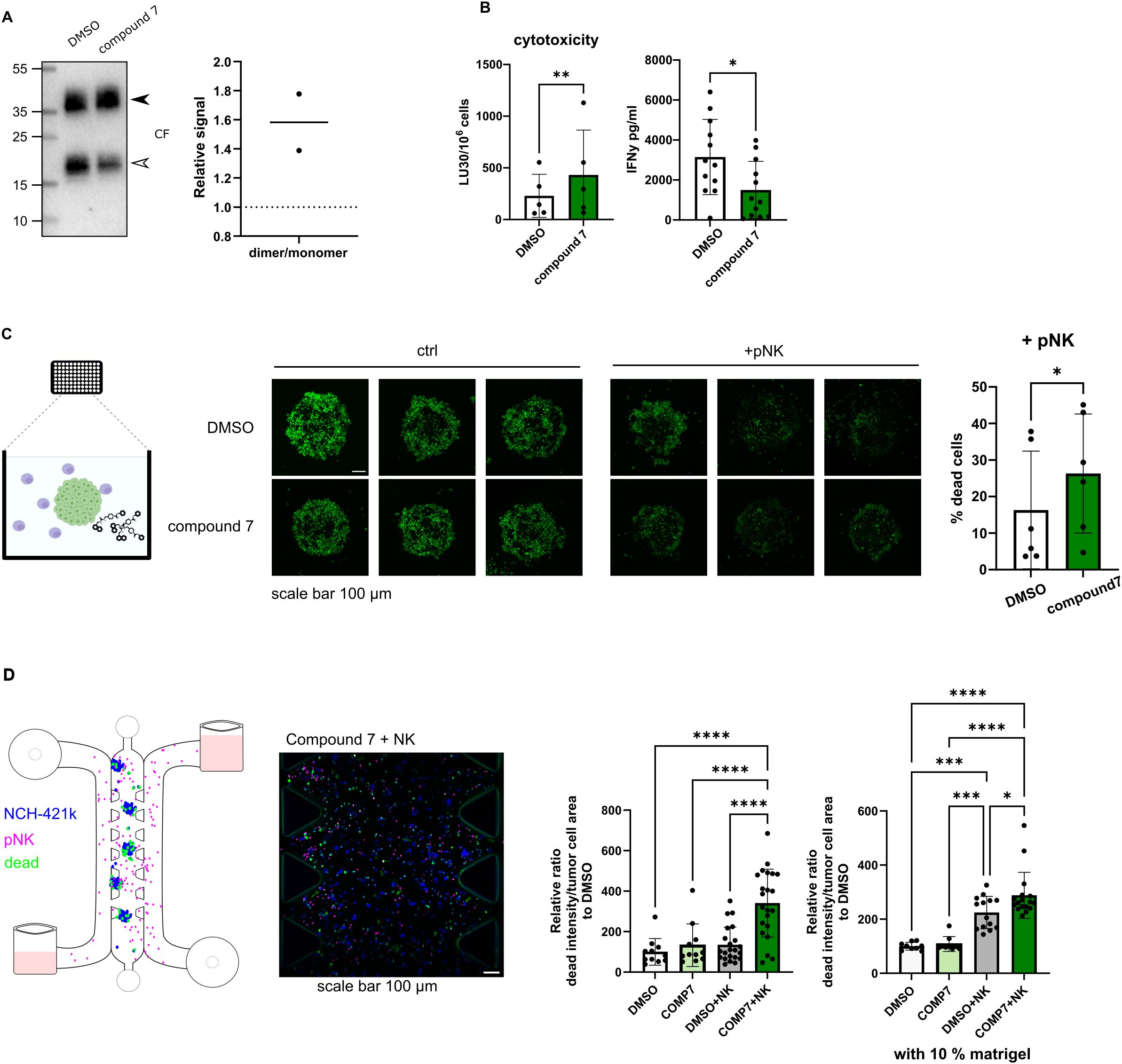 Panel A shows a blot with bands marked at 35 and 15 kDa. A graph shows relative signal differences between dimer/monomer ratio in compound 7 treated pNK cells compared to DMSO treated cells. Panel B presents two bar graphs for cytotoxicity, showing higher cytotoxicity (LU30/10^6 cells) and IFNy secretion (pg/ml) in compound 7 treated pNK cells compared to DMSO. Panel C includes fluorescence images of cell spheroids treated with DMSO or compound 7, both with and without pNK, and a bar graph indicating increased dead cells with compound 7 and pNK. Panel D features a schematic of a microfluidic device, a fluorescence image of treated cells, and graphs displaying increased relative dead intensity with compound 7 and NK treatments.
