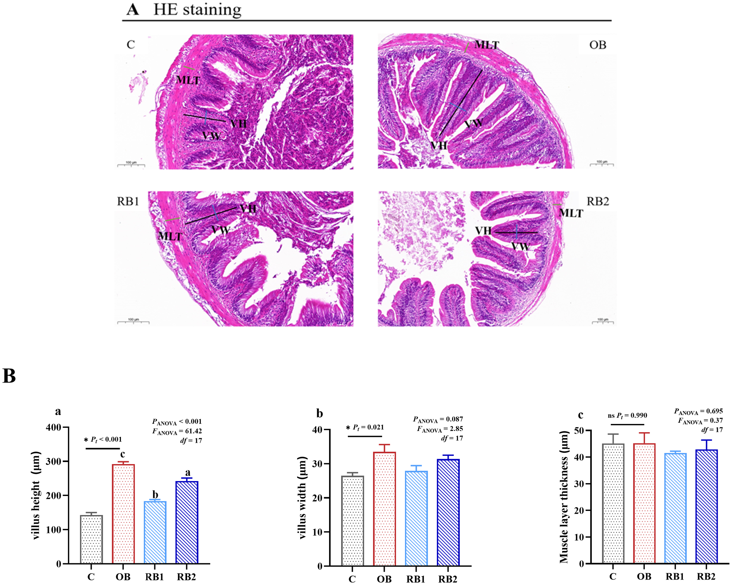Histological images of intestinal sections and bar graphs. Panel A shows stained cross-sections labeled C, OB, RB1, RB2, indicating different magnifications and structural features such as MLT, VH, and VW. Panel B contains three bar graphs comparing villus height, villus width, and muscle layer thickness across conditions C, OB, RB1, and RB2. Villus height shows significant variation. Statistical details are provided above the graphs.