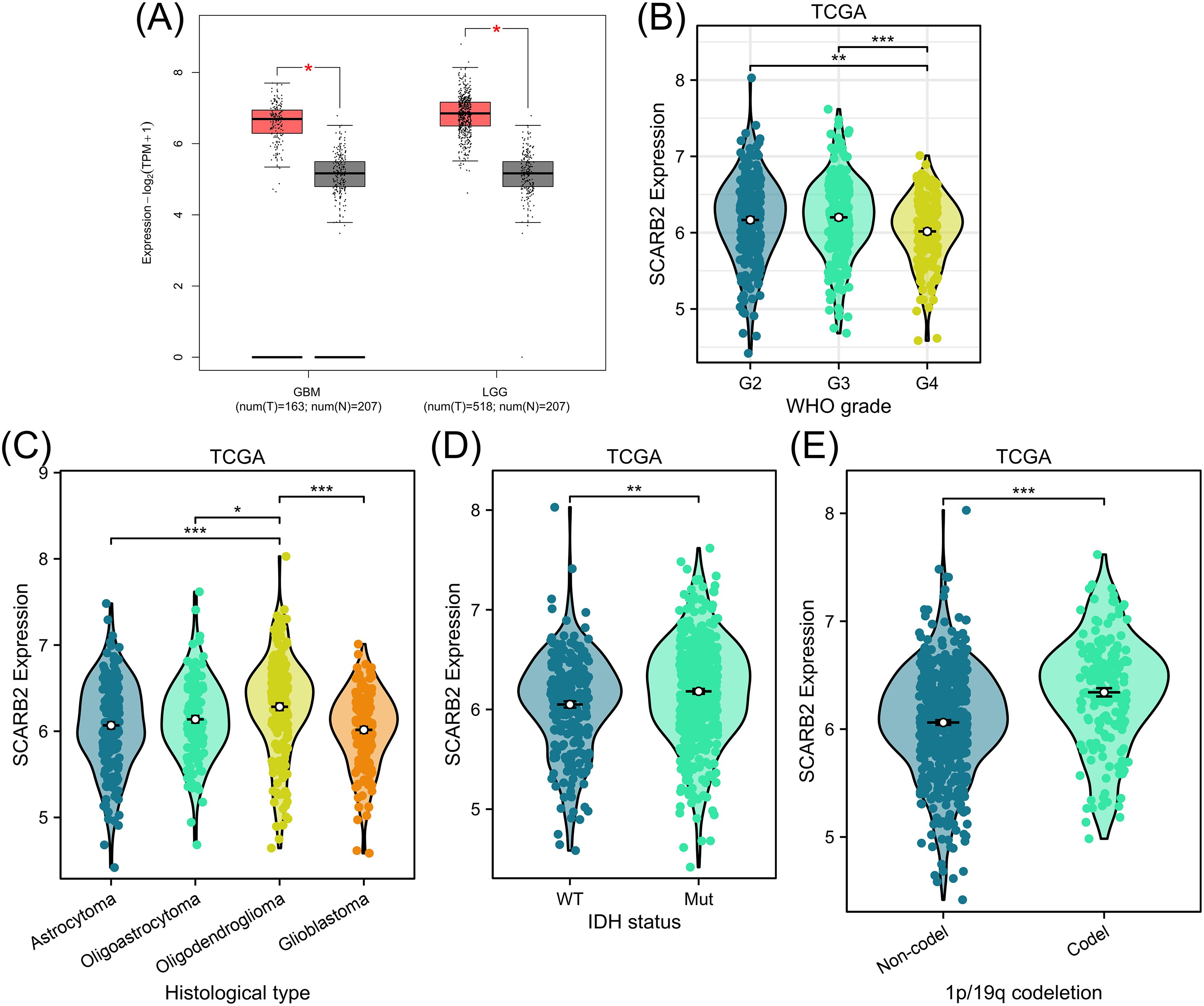 Five charts showing SCARB2 expression data from the TCGA dataset. (A) Box plot of SCARB2 expression in GBM and LGG, with higher expression in GBM. (B) Violin plot of SCARB2 expression by WHO grade, with significant differences indicated. (C) Violin plot of expression across histological types, showing various expression levels and significant differences. (D) Violin plot of expression by IDH status, with notable differences. (E) Violin plot showing expression by 1p/19q codeletion status, indicating significant differences. Stars denote statistical significance: one for p<0.05, two for p<0.01, and three for p<0.001.