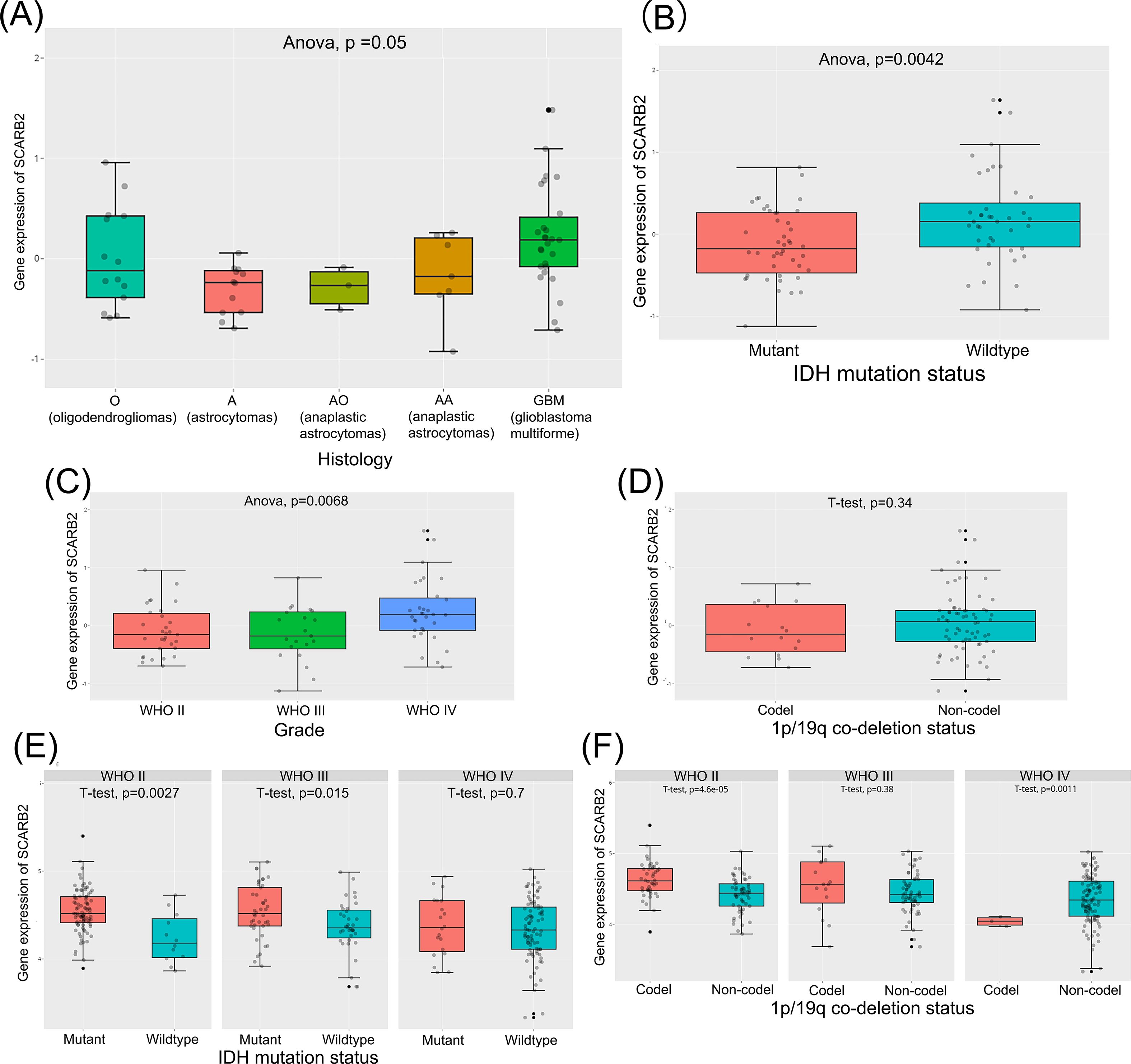 Box plots illustrating SCARB2 gene expression across various conditions. (A) Shows different histologies with a significance level of p=0.05. (B) Compares IDH mutation status with a significance level of p=0.0042. (C) Depicts WHO grades with p=0.0068. (D) Displays 1p/19q co-deletion status with p=0.34. (E) and (F) Show detailed comparisons of IDH mutation status and 1p/19q co-deletion status across WHO grades, mentioning specific p-values for each. Data indicates variations in gene expression concerning the tested variables.