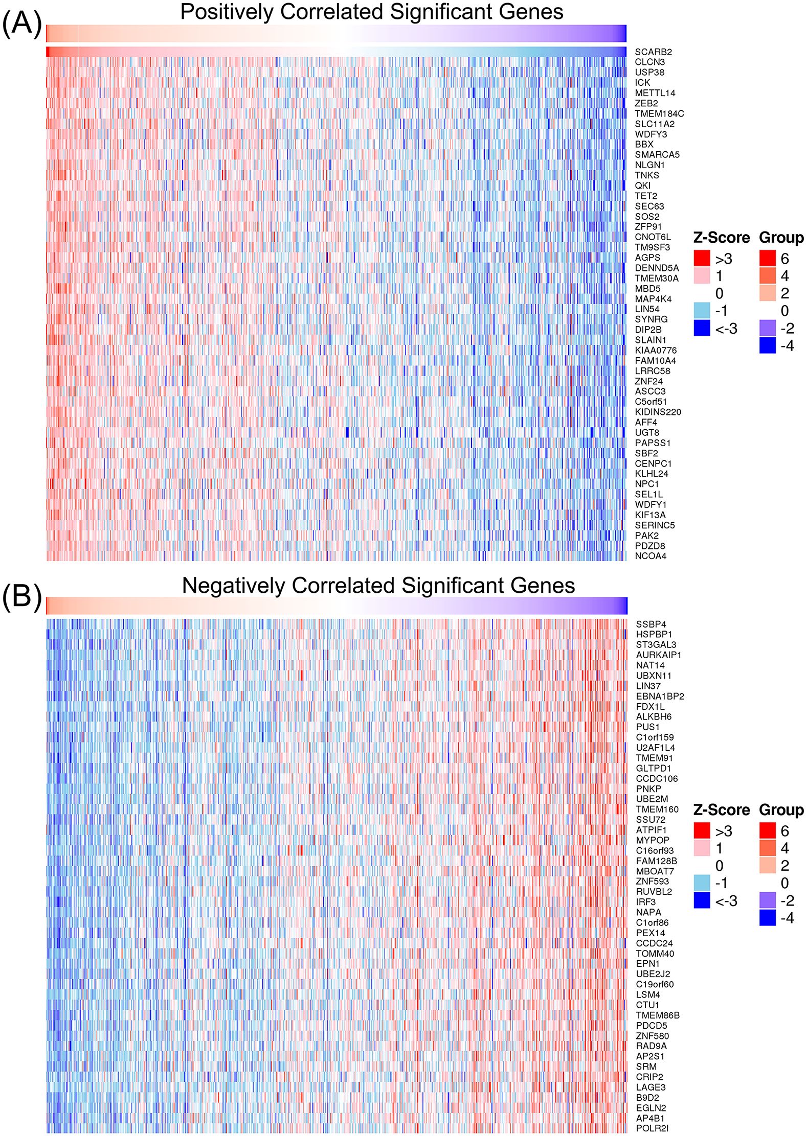 Heatmap comparing gene expression correlations. Panel A shows positively correlated significant genes, with a gradient from red (high Z-score) to blue (low Z-score). Panel B displays negatively correlated significant genes with a similar color gradient. Both panels include gene names on the right and a color legend indicating Z-scores ranging from greater than three (red) to less than negative three (blue).