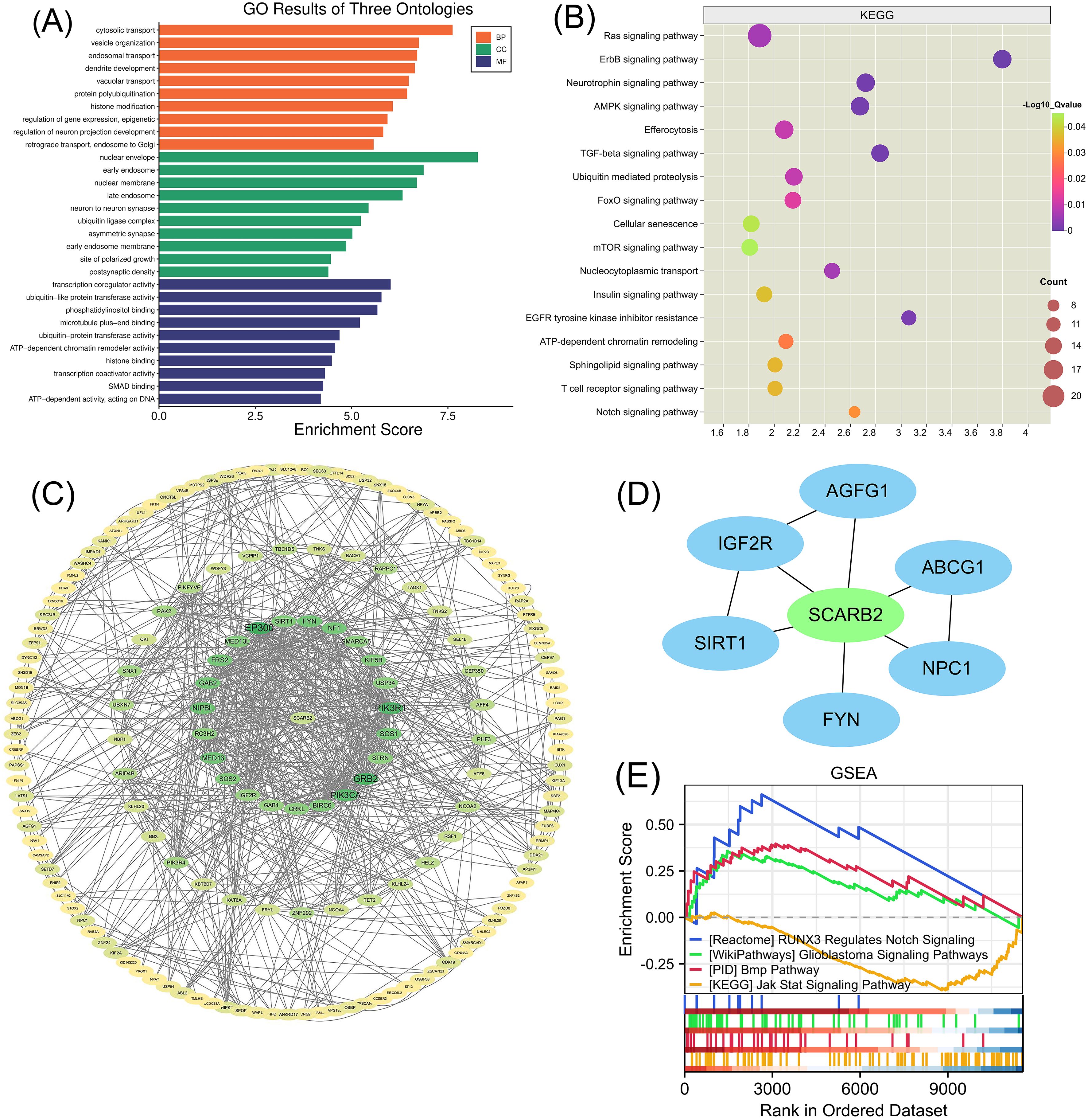 (A) Bar graph showing GO enrichment scores for three ontologies: biological process (BP), cellular component (CC), and molecular function (MF). (B) KEGG bubble chart illustrating path enrichment with color coding for Q-value and size for count. (C) Circular network diagram depicting protein interactions, with nodes and edges representing proteins and connections. (D) Network diagram with SCARB2 at the center, connected to six other genes: AGFG1, IGF2R, SIRT1, ABCG1, NPC1, and FYN. (E) GSEA plot showing enrichment scores for various signaling pathways with ranks in an ordered dataset.