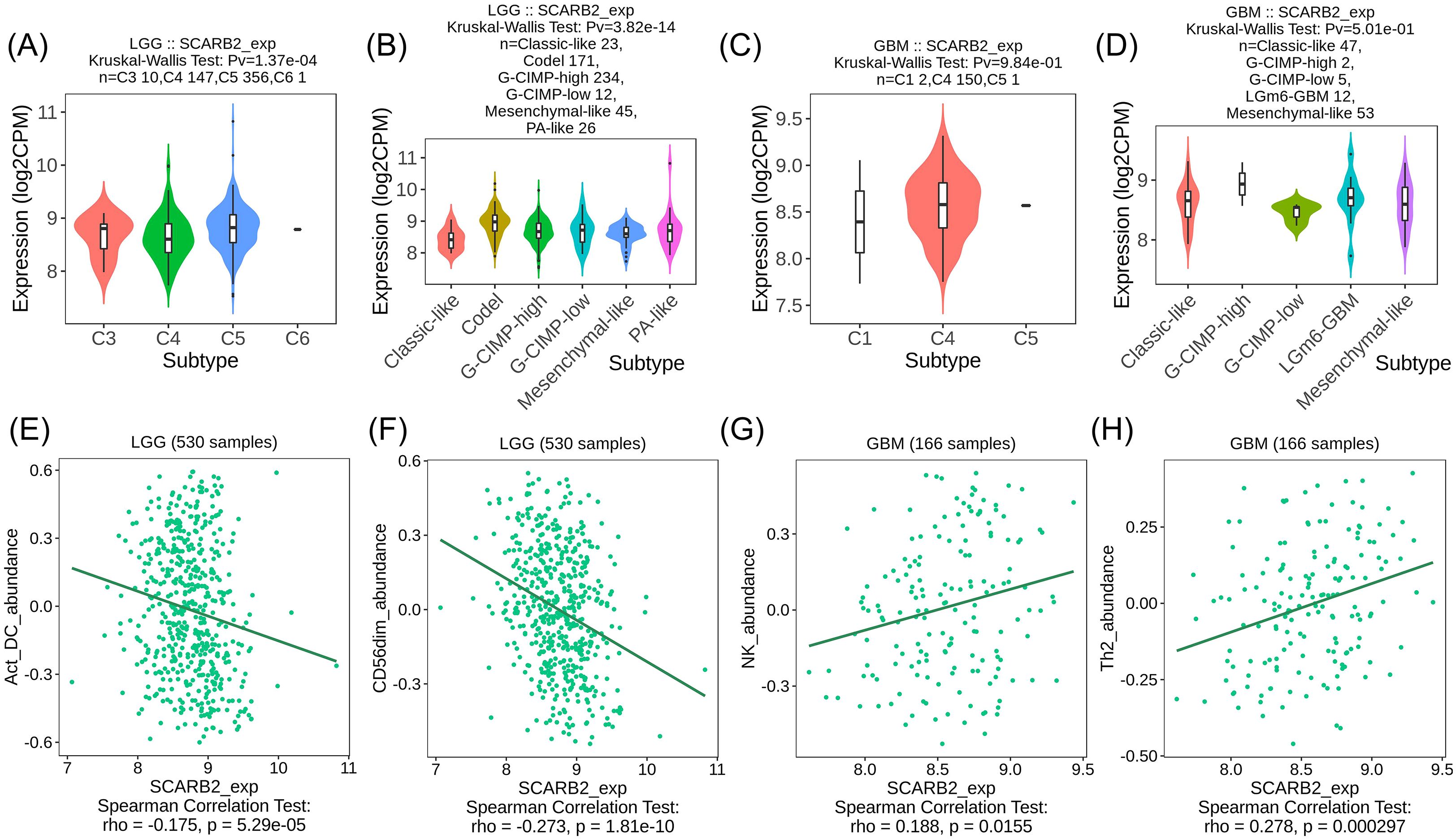 Graphs A to D are violin plots showing SCARB2 expression levels across different subtypes in LGG and GBM, with statistical test results included. Graphs E to H are scatter plots showing correlations between SCARB2 expression and immune cell abundance in LGG and GBM, with Spearman correlation coefficients and p-values provided.