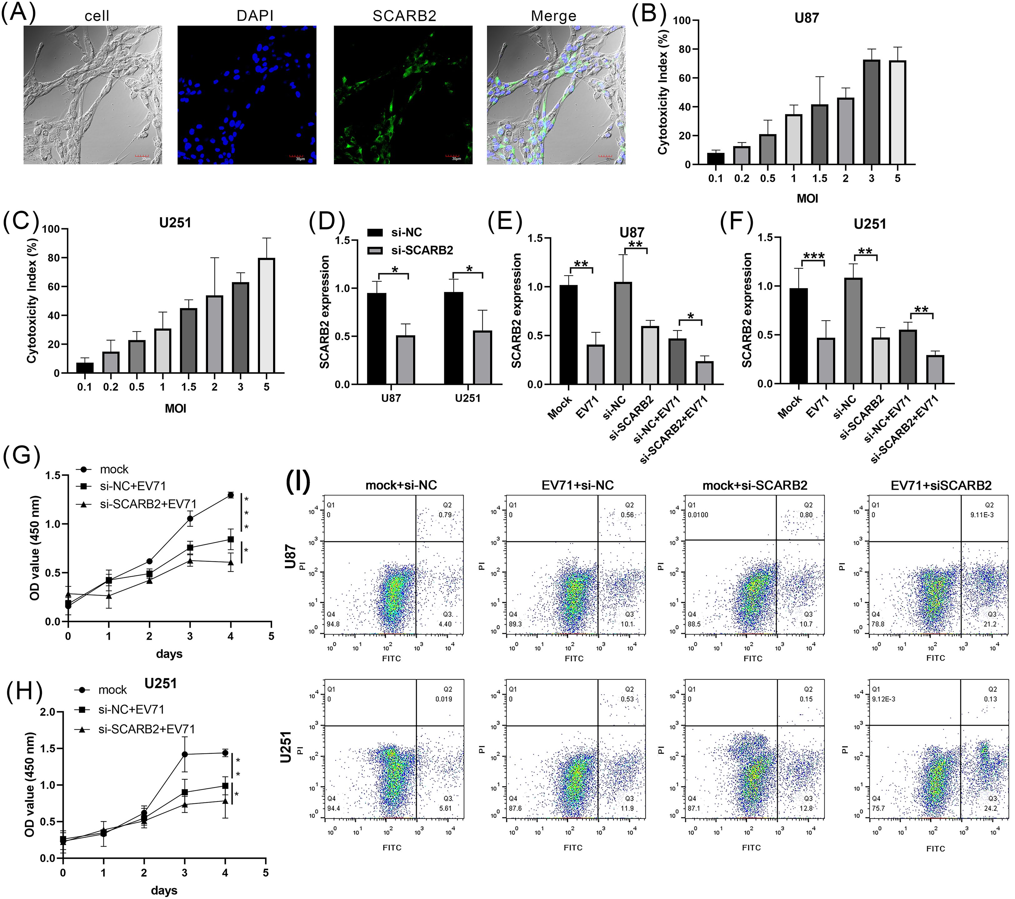 (A) Four-panel image showing cells under different stains: brightfield, DAPI staining showing nuclei in blue, SCARB2 expression in green, and a merged image. (B, C) Bar graphs displaying cytotoxicity index for U87 and U251 cells against varying MOI values. (D, E, F) Bar graphs showing SCARB2 expression in U87 and U251 cells under different conditions with statistical significance indicated. (G, H) Line graphs of OD values over five days comparing mock, si-NC + EV71, and si-SCARB2 + EV71 conditions. (I) Scatter plots displaying flow cytometry data for U87 and U251 cells under various siRNA and EV71 conditions.