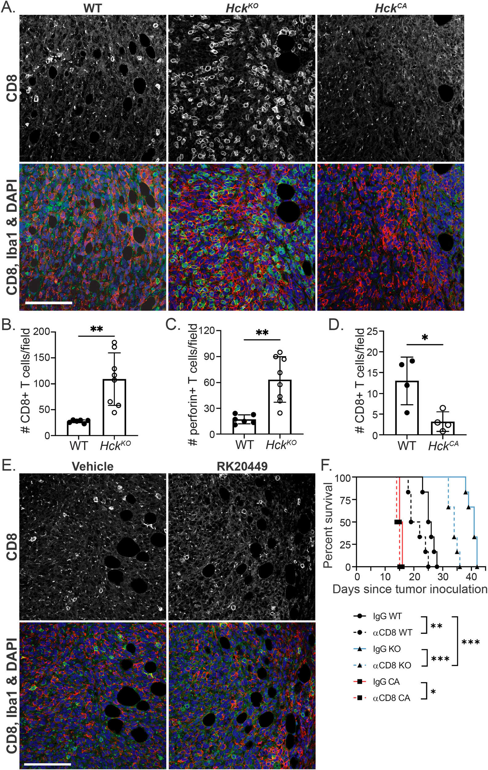 Panel of images and graphs analyzing CD8+ T cells in different mouse models and treatments. Panels A and E display immunofluorescence images of CD8, Iba1, and DAPI in WT, Hck^KO, Hck^CA, Vehicle, and RK20449 conditions. Panels B, C, and D present bar graphs comparing CD8+ and perforin+ T cells per field in WT and Hck^KO/CA models, showing significant differences. Panel F is a survival curve comparing different treatments post-tumor inoculation with statistical significance marked. Major findings indicate variations in immune cell infiltration and survival outcomes across models and treatments.