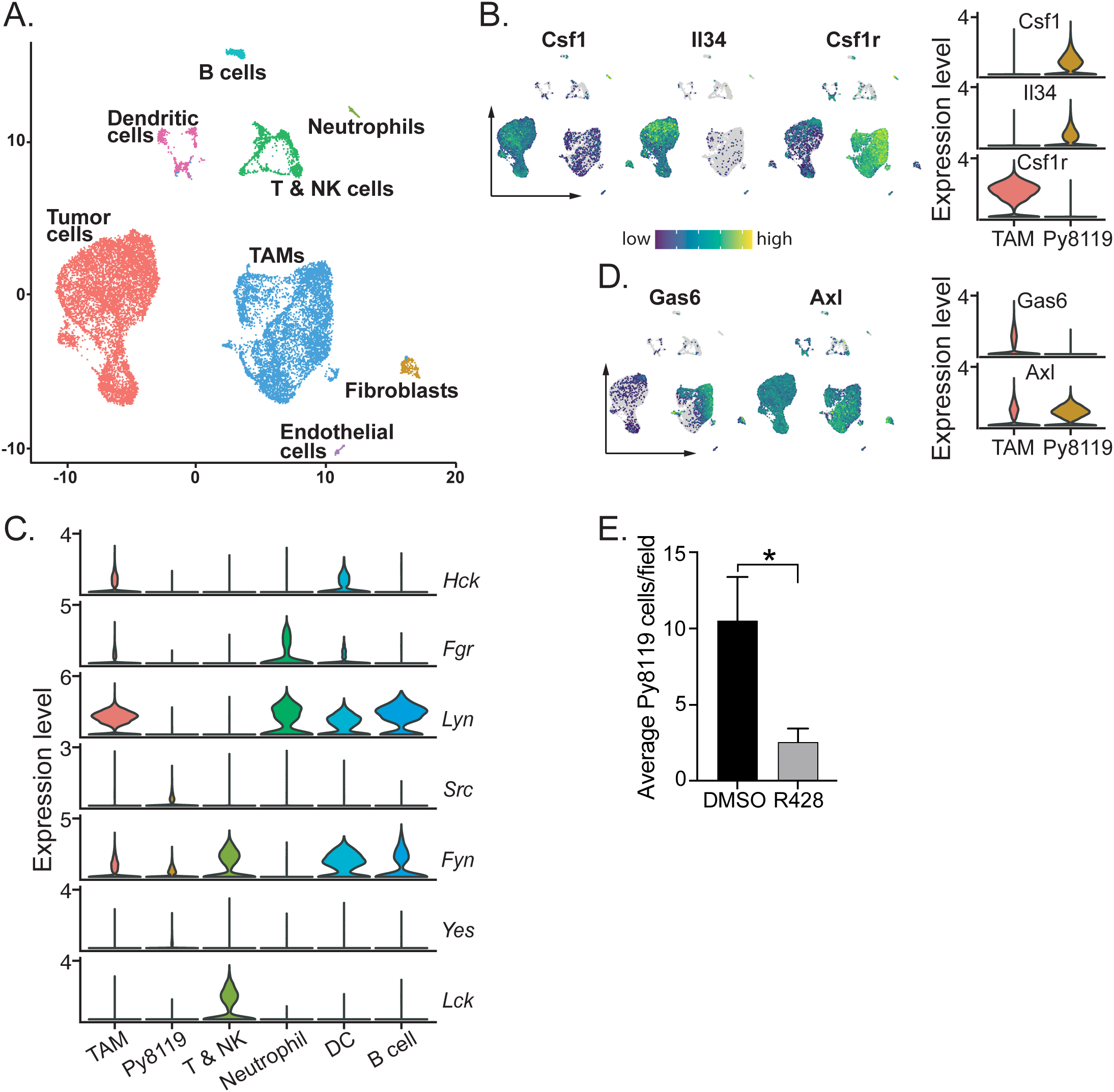 Panel A displays a scatter plot identifying cell types: tumor cells, TAMs, fibroblasts, endothelial cells, dendritic cells, B cells, T and NK cells, and neutrophils. Panel B shows expression levels of Csf1, Il34, and Csf1r with a color gradient. Panel C presents violin plots of expression levels for genes Hck, Fgr, Lyn, Src, Fyn, Yes, and Lck across various cell types. Panel D highlights Gas6 and Axl expression with violin plots. Panel E is a bar graph comparing average Py8119 cells per field between DMSO and R428 treatments, showing a significant reduction with R428.