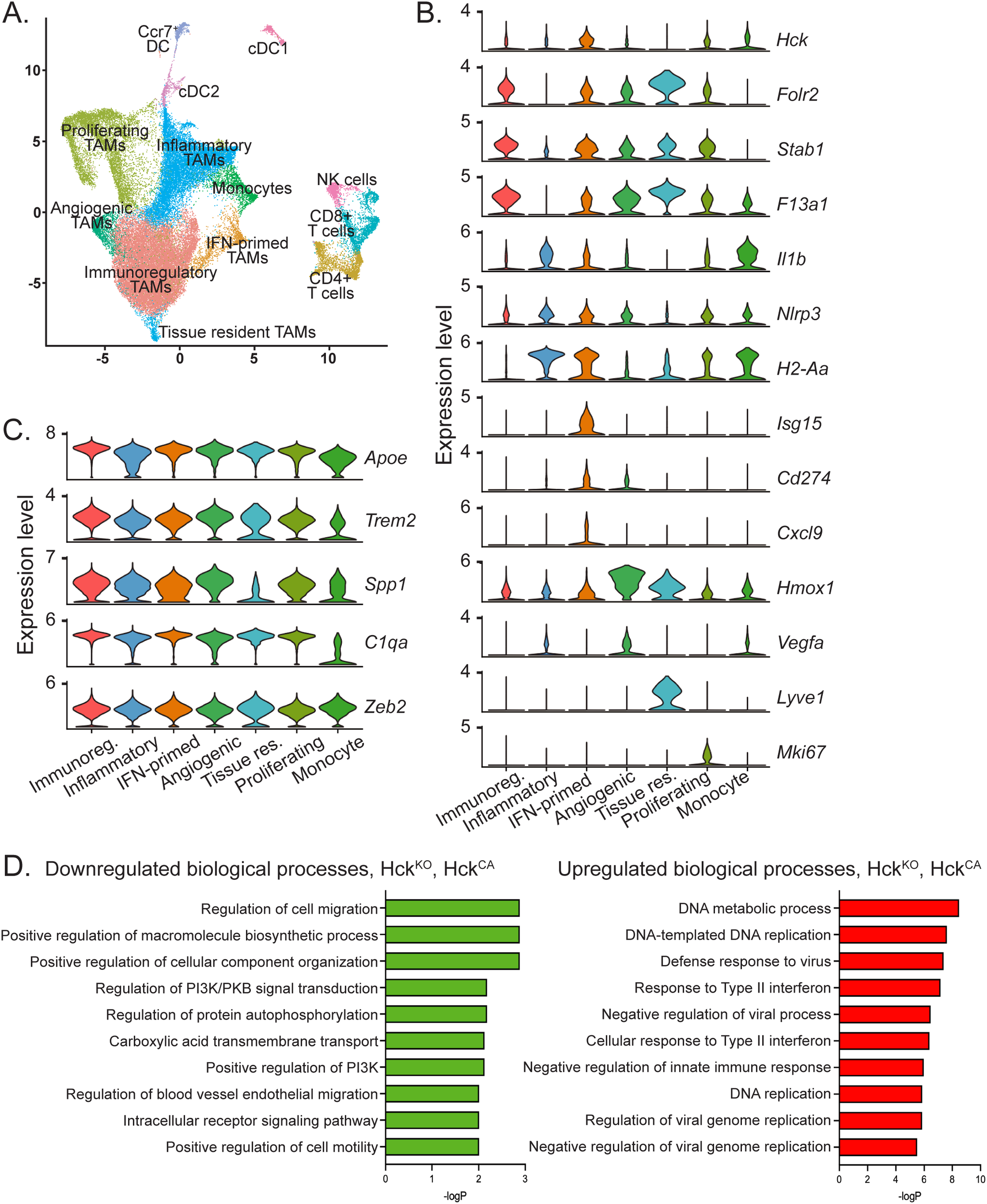 Image showing multiple panels of graphs and plots related to cell expression and biological processes: A. A scatter plot categorizing cell types like TAMs, monocytes, NK cells, and T cells. B. Violin plots detailing expression levels of genes such as Hck, Folr2, and Il1b across different cell types. C. Violin plots showing expression levels of genes like Apoe and Trem2 across cell categories. D. Bar graphs highlighting downregulated and upregulated biological processes, with categories like cell migration and DNA replication.