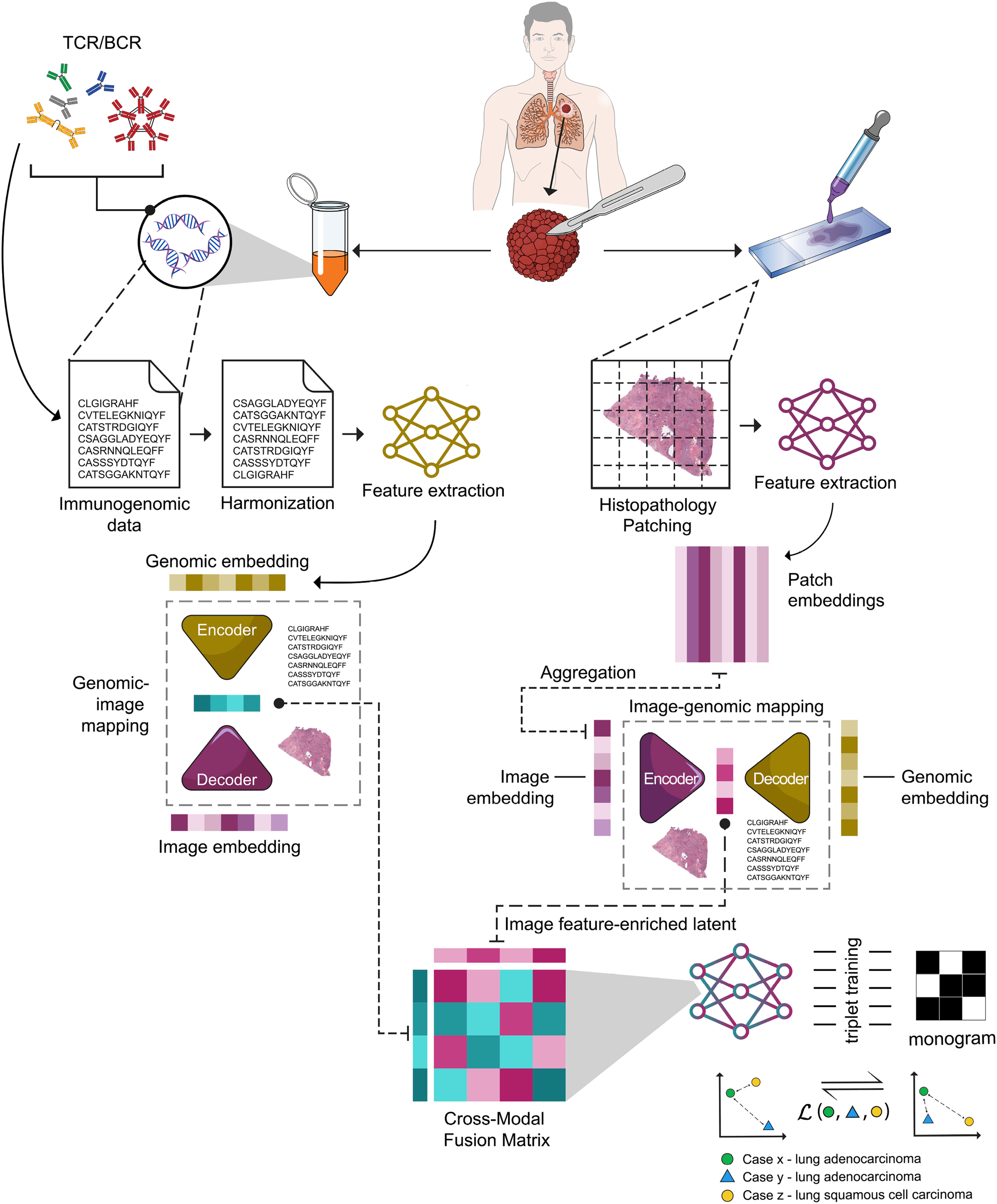Flowchart illustrating a process combining immunogenomic and histopathology data for lung cancer analysis. It starts with TCR/BCR sequencing and tissue biopsy. Immunogenomic and histopathology features are extracted and harmonized. Genomic and image embeddings are mapped, aggregated, and combined into a cross-modal fusion matrix, followed by image feature-enriched latent analysis. The final step involves triplet training for cancer case differentiation.
