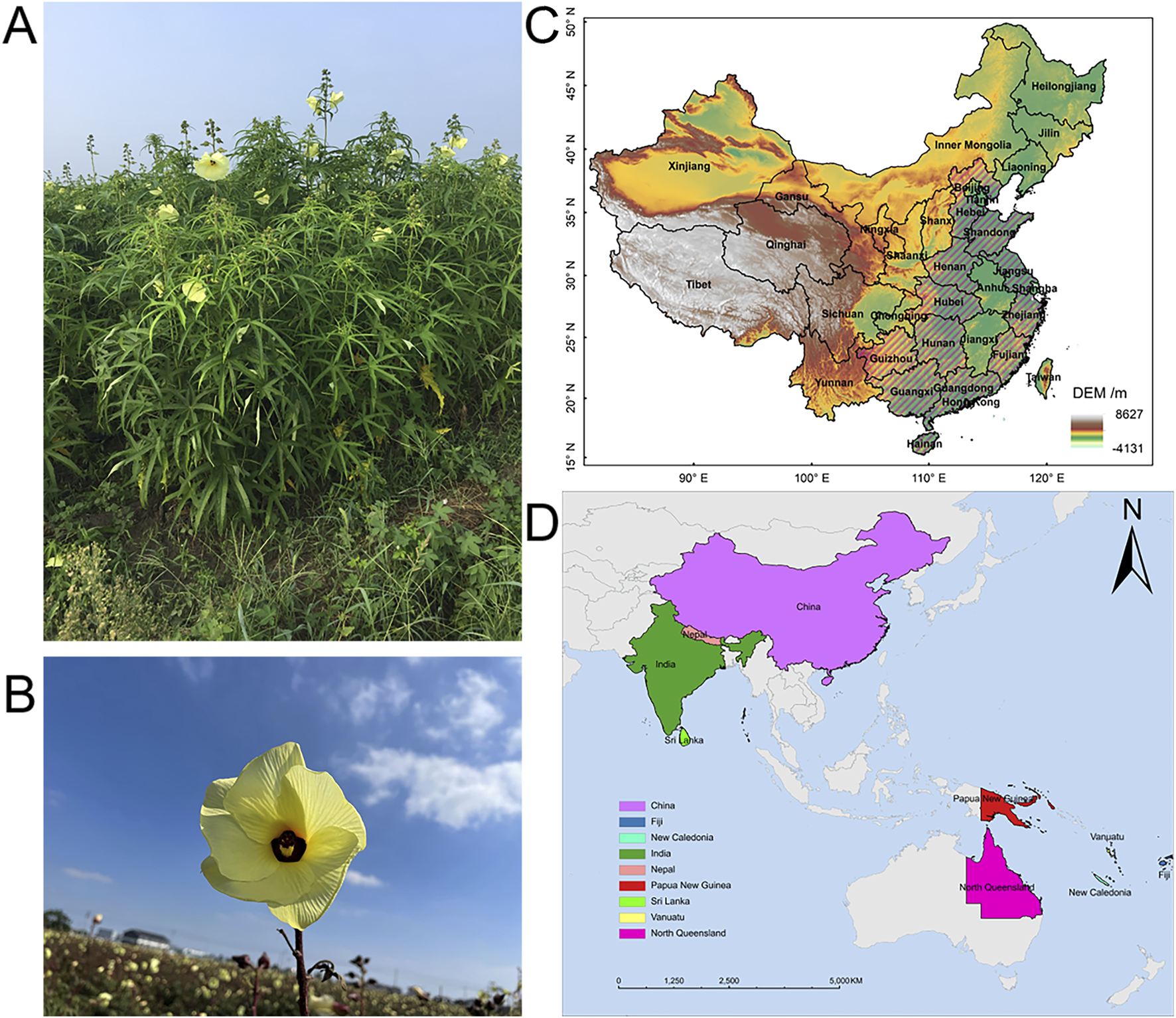 A group of four related images displays the following: A) Lush green plant with elongated leaves and yellow flowers. B) Close-up of a single yellow flower against a blue sky. C) Topographic map of China in various colors indicating elevation levels, with regions like Xinjiang and Tibet labeled. D) Colored map highlighting countries such as China, India, and regions in the South Pacific like Papua New Guinea, showing their geographic distribution.