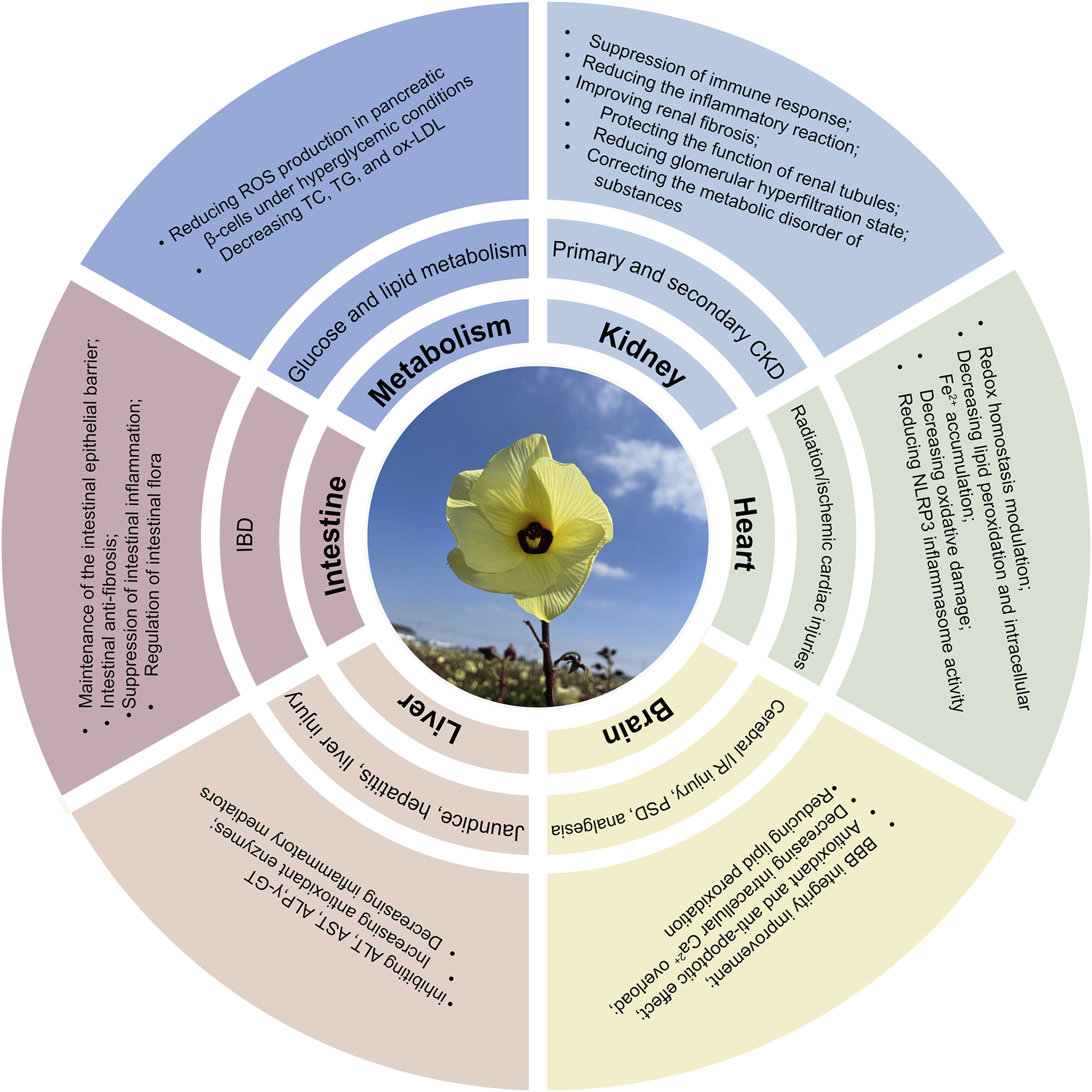 Circular infographic with a central photo of a yellow flower against a blue sky, surrounded by sections labeled Metabolism, Kidney, Heart, Brain, Liver, and Intestine. Each section lists specific benefits or effects, such as reducing inflammation and controlling metabolic disorders. The diagram outlines connections between health functions and organ systems.