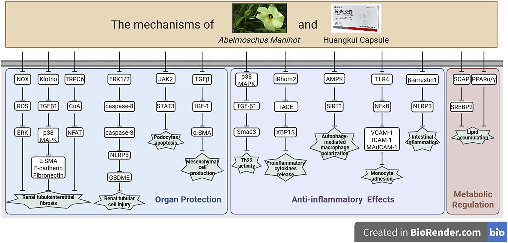 Flowchart illustrating the mechanisms of Abelmoschus Manihot and Huangkui Capsule in organ protection, anti-inflammatory effects, and metabolic regulation. It includes pathways like NOX, ERK1/2, JAK2, and AMPK, highlighting outcomes such as renal protection and inflammatory response modulation.
