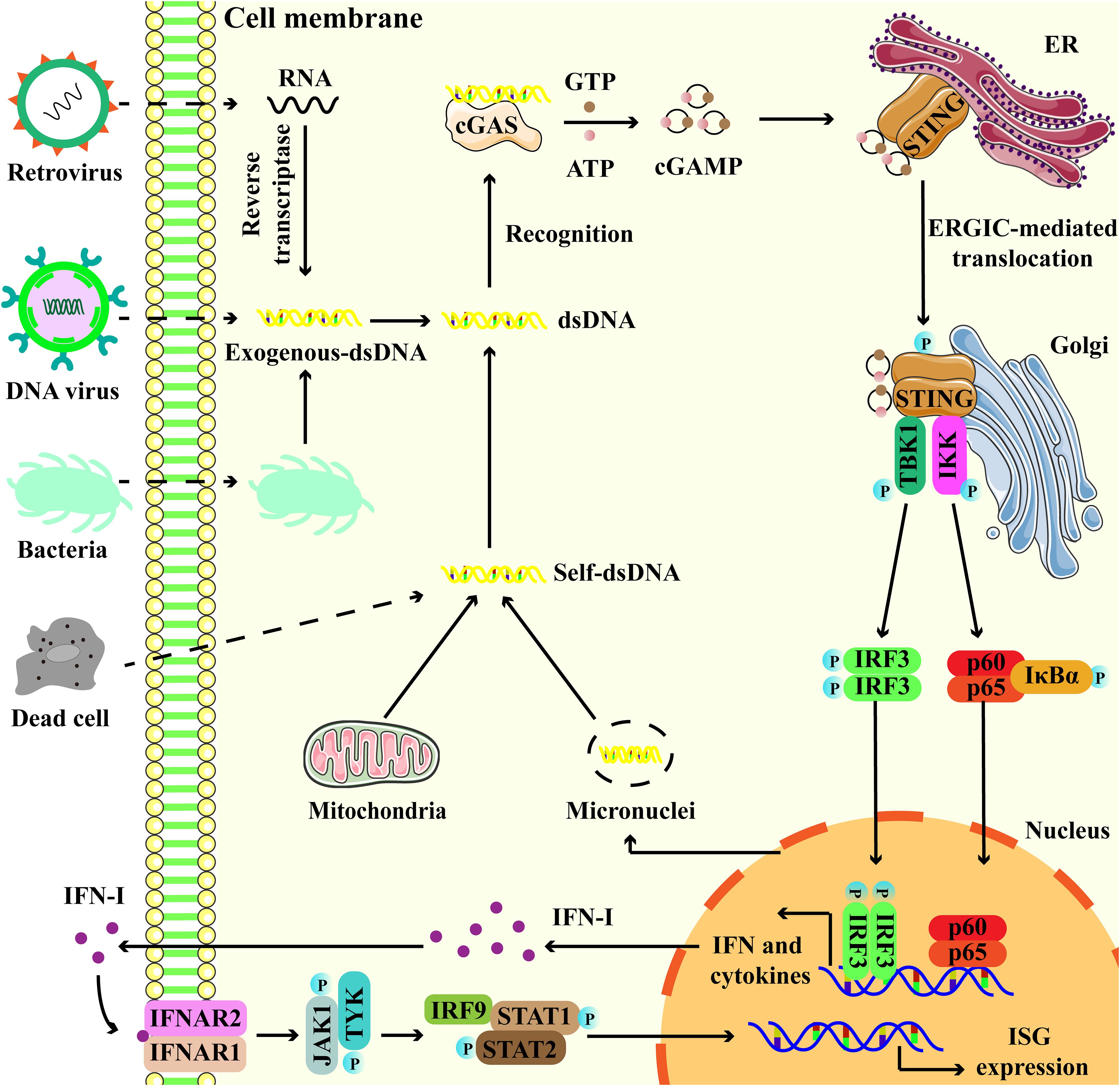 Diagram illustrating the cGAS-STING signaling pathway. Cytoplasmic DNA originates from retroviruses, DNA viruses, bacteria, dead cells, mitochondria and micronuclei can be recognized by cGAS, thereby producing cGAMP to activate STING on the ER. STING moves to the Golgi, activating TBK1 and IKK, leading to phosphorylation and nucler translocation of IRF3 and NF-κB. This results in the expression of IFN-I and cytokines, activating pathways involving IFNAR1, IFNAR2, JAK1, TYK, IRF9, STAT1, and STAT2, culminating in ISG expression.