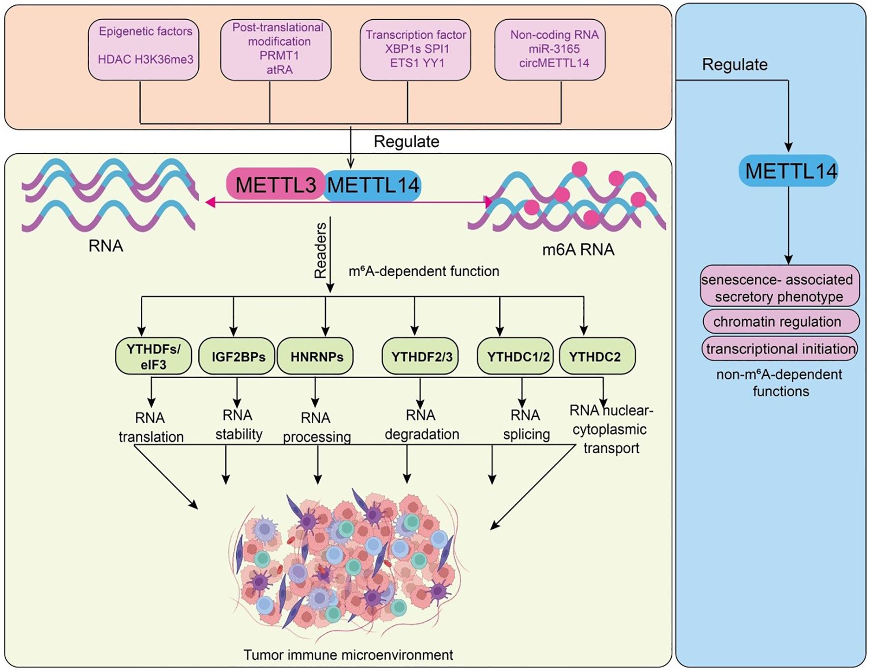 Diagram illustrating the regulation and functions of METTL3 and METTL14 in RNA modification. Top section shows factors affecting METTL3 and METTL14, including epigenetic factors, post-translational modifications, transcription factors, and non-coding RNA. The middle section depicts m6A RNA processing influenced by various readers, leading to functions like RNA translation, stability, processing, degradation, splicing, and transport. The right section highlights METTL14 regulation of non-m6A functions like senescence-associated secretory phenotype, chromatin regulation, and transcriptional initiation. The bottom illustrates the tumor immune microenvironment.