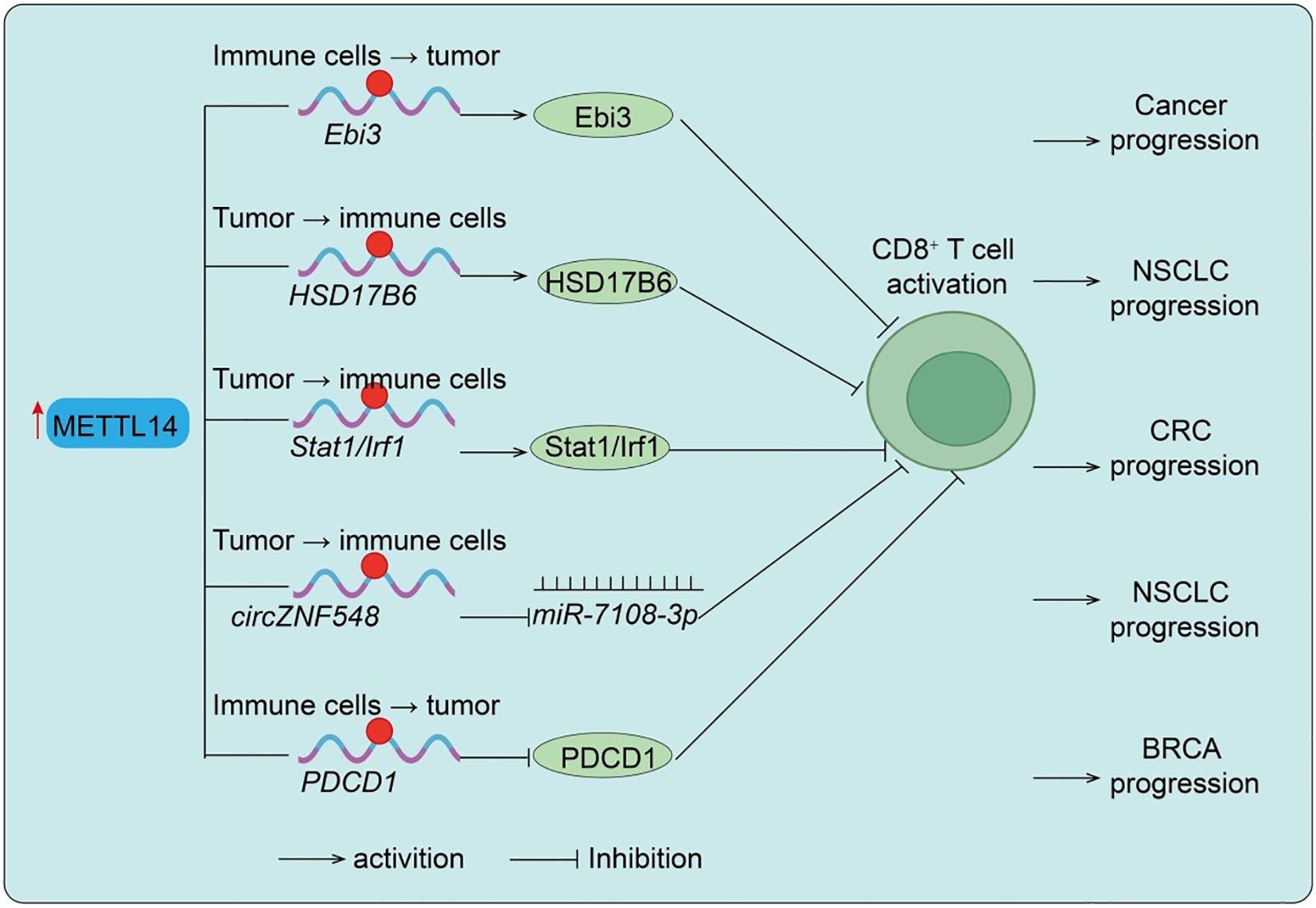 Diagram illustrating the role of METTL14 in tumor-immune cell interaction. Immune and tumor cells interact through Ebi3, HSD17B6, Stat1/Irf1, circZNF548, and PDCD1, leading to CD8+ T cell activation. This activation influences cancer, NSCLC, CRC, and BRCA progression. Activation and inhibition pathways are indicated.