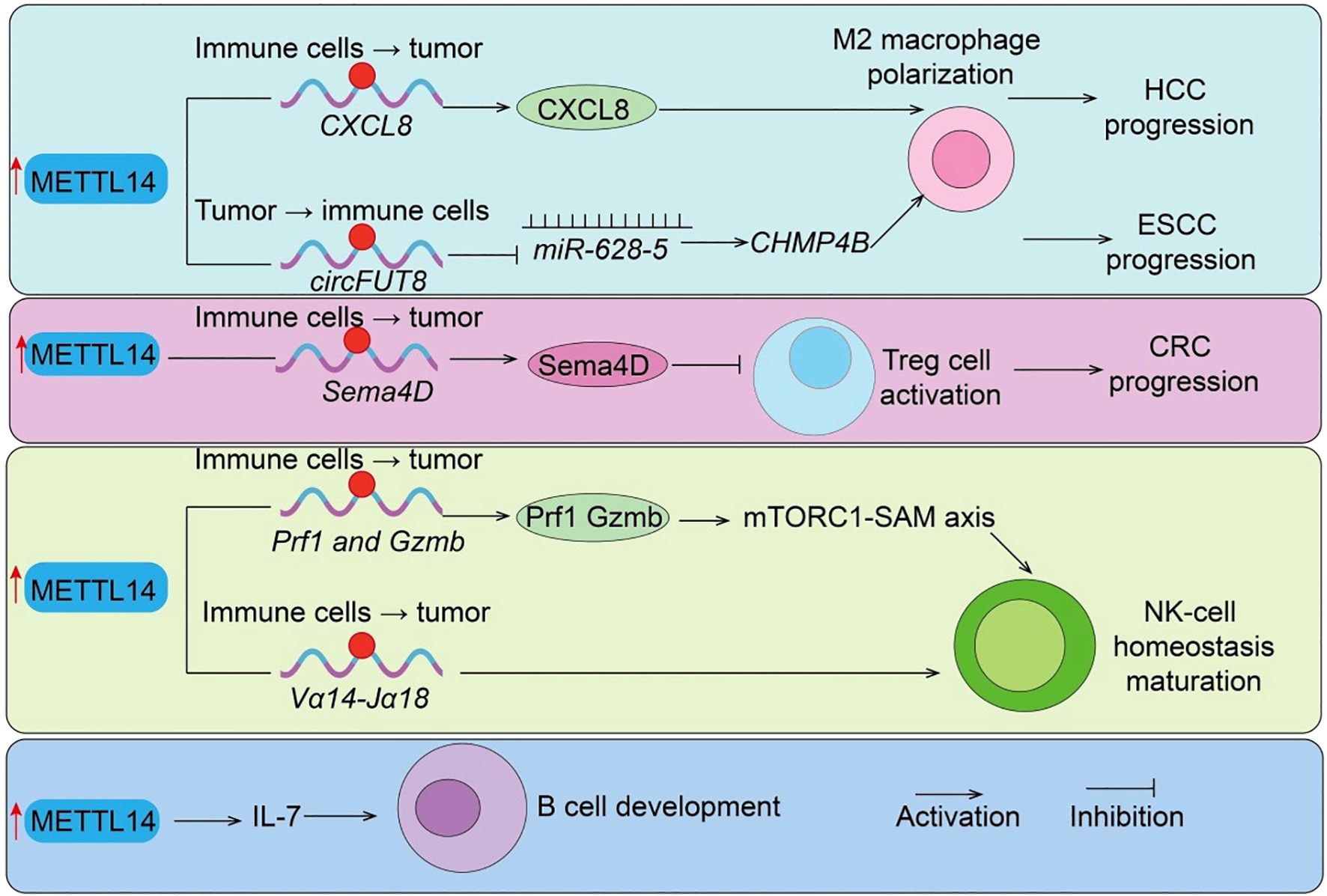 Diagram showing the role of METTL14 in tumor progression and immune cell interaction. METTL14 regulates various pathways: CXCL8 influences M2 macrophage polarization and HCC/ESCC progression; Sema4D is involved in Treg cell activation and CRC progression; Prf1 and Gzmb engage the mTORC1-SAM axis for NK-cell homeostasis and maturation; IL-7 affects B cell development.