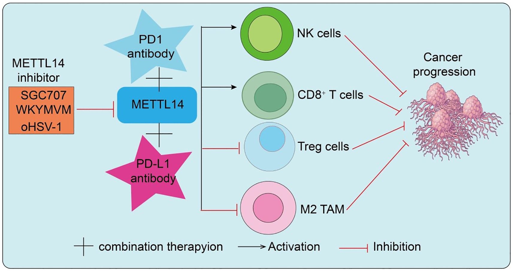 Flowchart showing METTL14 inhibitors (SGC707, WKYMVV, oHSV-1) and antibodies (PD1, PD-L1) affecting immune cells. Inhibitors block METTL14, activating NK and CD8+ T cells while inhibiting Treg cells and M2 TAM, impacting cancer progression. Combination therapy enhances these effects.