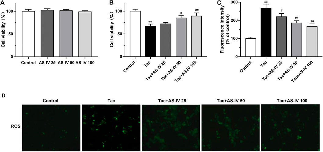 Bar graphs in panels A, B, and C show cell viability and fluorescence intensity for different treatments, measured as percentages. Panel A displays viability for Control and AS-IV at doses of 25, 50, and 100. Panel B compares Control, Tac, and Tac combined with AS-IV 25, 50, and 100. Panel C presents fluorescence intensity for similar treatments. Panel D contains four images showing ROS levels, labeled Control, Tac, Tac+AS-IV 25, Tac+AS-IV 50, and Tac+AS-IV 100, with differences in green fluorescence intensity.