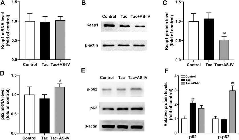 Graphs and Western blot analyses examining Keap1 and p62 expression levels under different conditions: Control, Tac, and Tac+AS-IV. Chart A shows Keap1 mRNA levels, B displays Keap1 protein bands, and C is Keap1 protein quantification. D shows p62 mRNA levels, E presents p62 protein bands, and F quantifies p62 and phosphorylated p62 proteins. Statistical significance is indicated with ** and ## symbols.