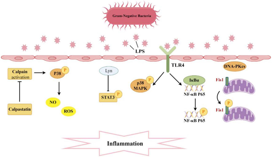 Diagram illustrating the inflammatory pathway initiated by Gram-negative bacteria. LPS from bacteria activates TLR4, leading to a cascade involving p38 MAPK, STAT3, IκBα, and NF-κB P65. This triggers pathways resulting in NO, ROS production, and Fis1 activity affecting mitochondria, with calpain activation related to inflammation.