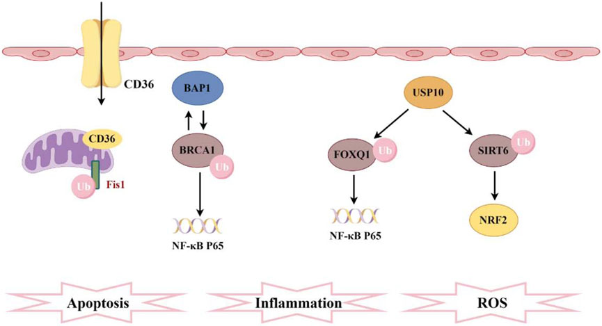 Diagram illustrating the molecular pathways involving CD36, BAP1, BRCA1, FOXQ1, USP10, SIRT6, and NRF2. CD36 interacts with Fis1 and affects mitochondria, leading to apoptosis. BAP1, BRCA1, and FOXQ1 influence NF-kB P65, causing inflammation. USP10 and SIRT6 interact, leading to NRF2 activation and affecting ROS levels. Each molecule and interaction is depicted with arrows, demonstrating the flow and impact on apoptosis, inflammation, and reactive oxygen species (ROS).