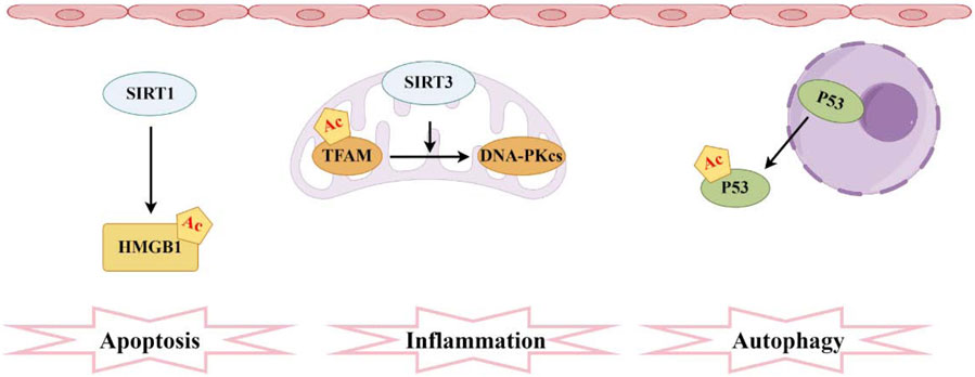 Diagram illustrating cellular processes with three main pathways. SIRT1 influences HMGB1, leading to apoptosis. SIRT3 interacts with TFAM and DNA-PKcs in a mitochondrion, affecting inflammation. P53, acetylated, is involved in autophagy.