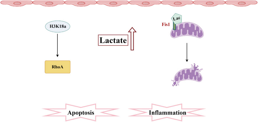 Diagram illustrating lactate's effect on cellular processes. Increased lactate levels influence H3K18a, activating RhoA, and affect mitochondria via Lac and Fis1. This leads to apoptosis and inflammation.