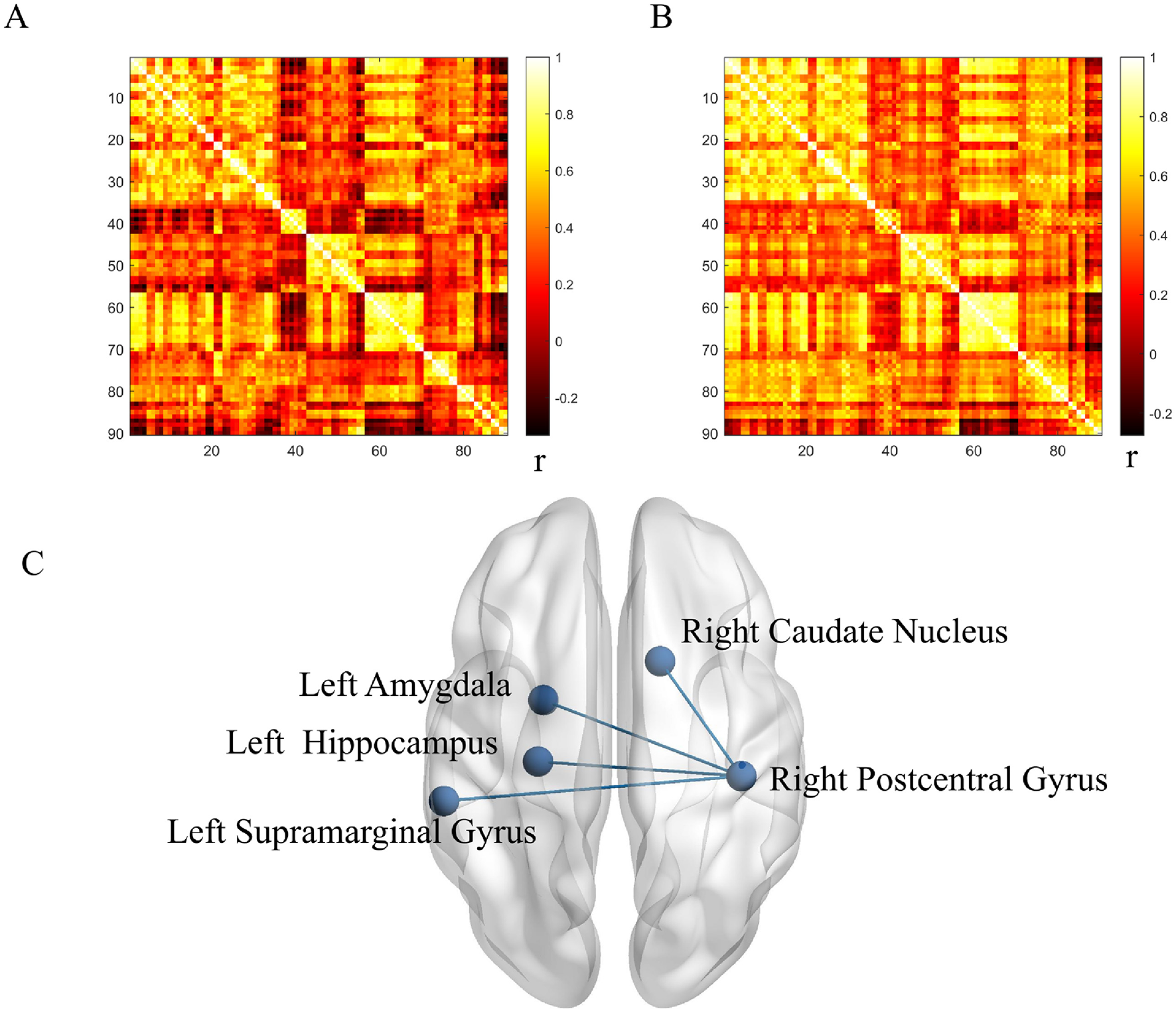 Three panels labeled A, B, and C. Panels A and B show heatmaps with a color scale ranging from dark red to yellow, indicating correlation values. Panel C displays a 3D brain model with labeled points: left amygdala, left hippocampus, left supramarginal gyrus, right caudate nucleus, and right postcentral gyrus, connected by lines.