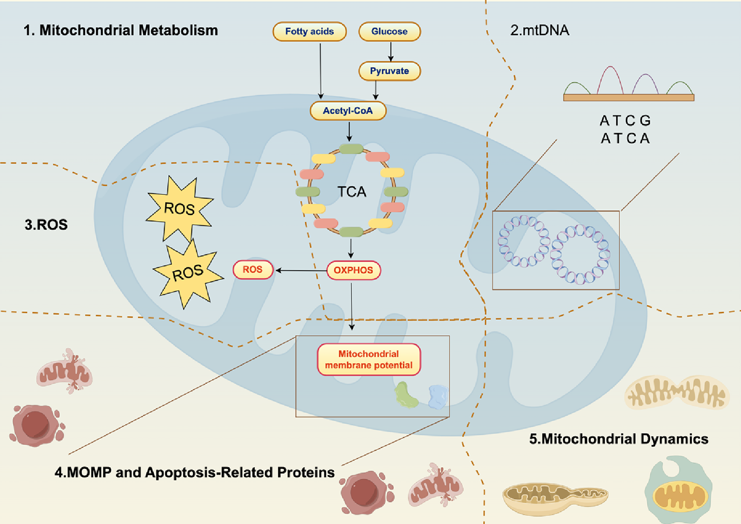 Diagram of mitochondrial processes with five sections labeled: 1. Mitochondrial Metabolism shows fatty acids, glucose, and pyruvate forming Acetyl-CoA, entering the TCA cycle. 2. mtDNA features a DNA sequence with nucleotides A, T, C, G. 3. ROS displays reactive oxygen species. 4. MOMP and Apoptosis-Related Proteins depict mitochondrial outer membrane permeabilization. 5. Mitochondrial Dynamics illustrates changes in shape and structure. The diagram also mentions OXPHOS and mitochondrial membrane potential.