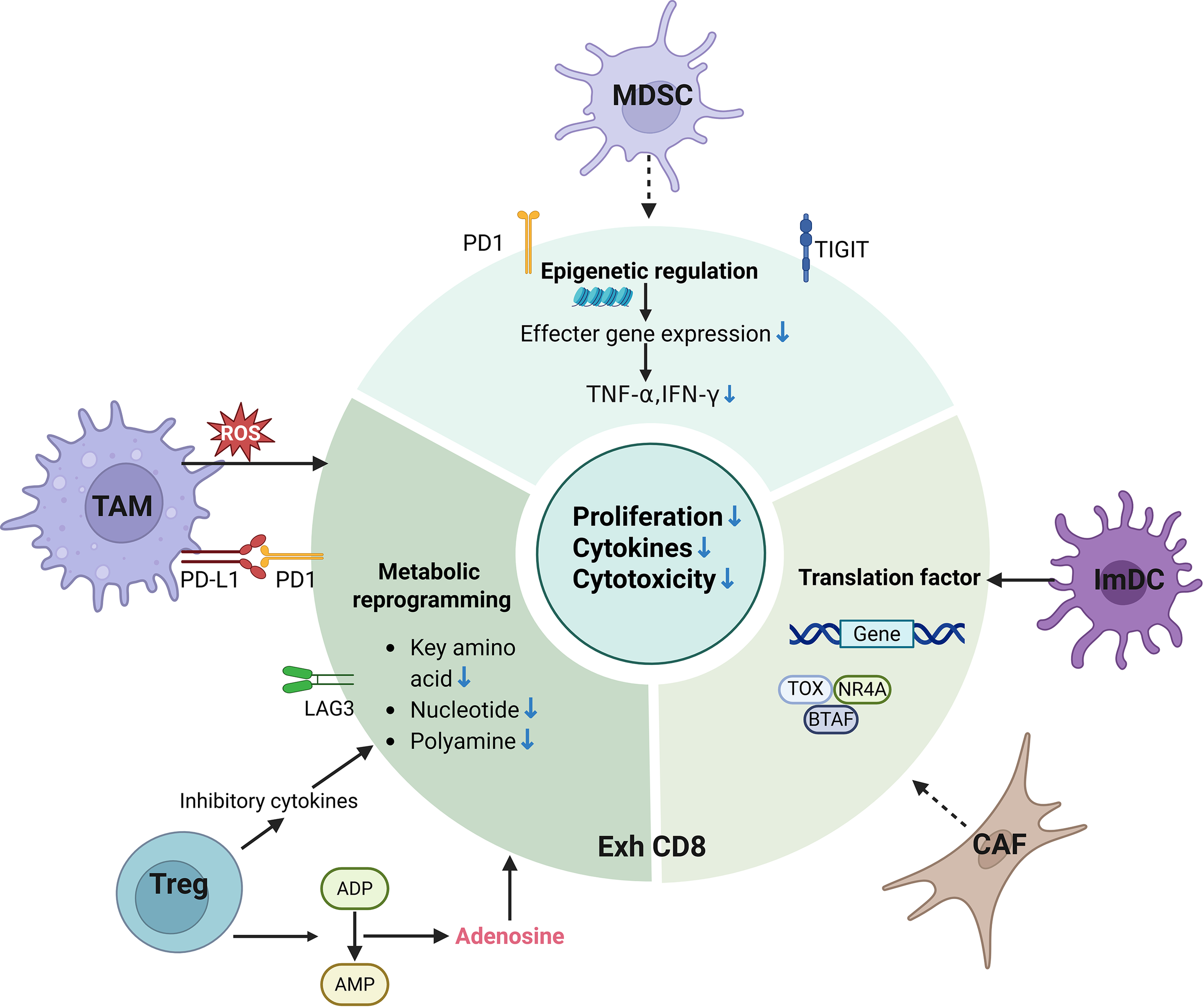 Diagram of immune cell interactions affecting CD8 T-cell functions. MDSC, TAM, ImDC, CAF, and Treg cells influence CD8 cells through factors like PD1, TIGIT, and cytokines. Effects include reduced proliferation, cytokines, and cytotoxicity. Various gene regulation, metabolic reprogramming, and translation factors are involved.