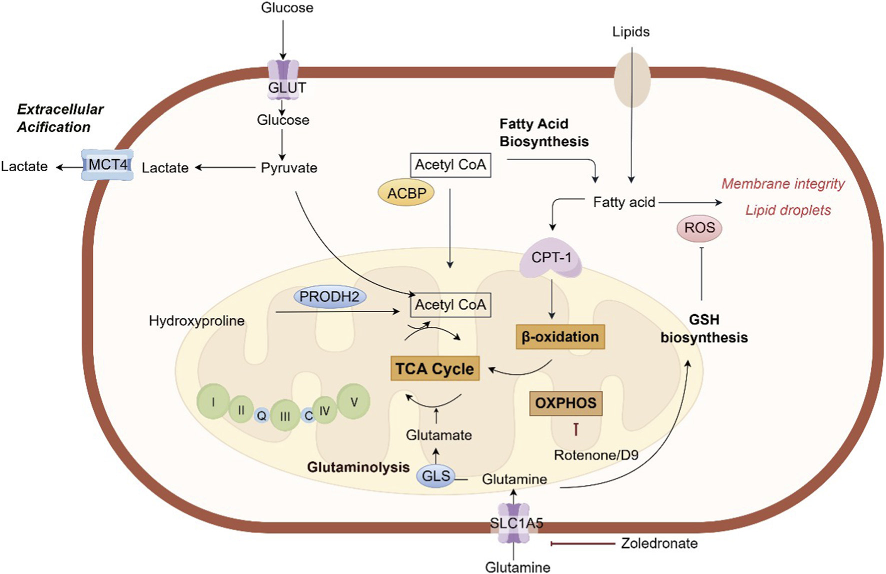 Diagram illustrating cellular metabolic pathways. Glucose enters via GLUT, converting to pyruvate and lactate. Acetyl CoA is involved in fatty acid biosynthesis and beta-oxidation, linked to CPT-1. PRODH2 interacts with hydroxyproline. The TCA cycle and OXPHOS occur in the mitochondria, impacting GSH biosynthesis. Glutaminolysis involves glutamate, influenced by SLC1A5. Lipids contribute to membrane integrity and lipid droplets. Ros and extracellular acidification are noted. Zoledronate affects glutamine metabolism.