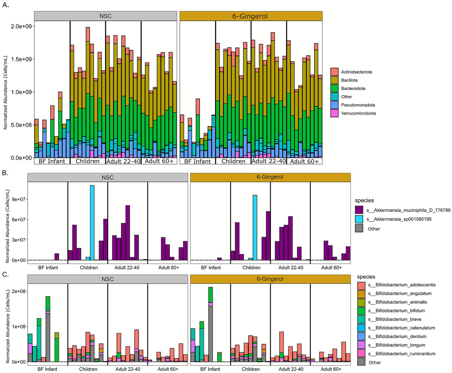 Three bar graphs showing microbial composition across life stages and treatments. Graph A displays normalized abundance of different phyla under NSC and 6-Gingerol. Graph B shows species Akkermansia abundance. Graph C highlights various Bifidobacterium species. Each graph is divided into BF Infant, Children, Adult 22-40, and Adult 60+ categories.