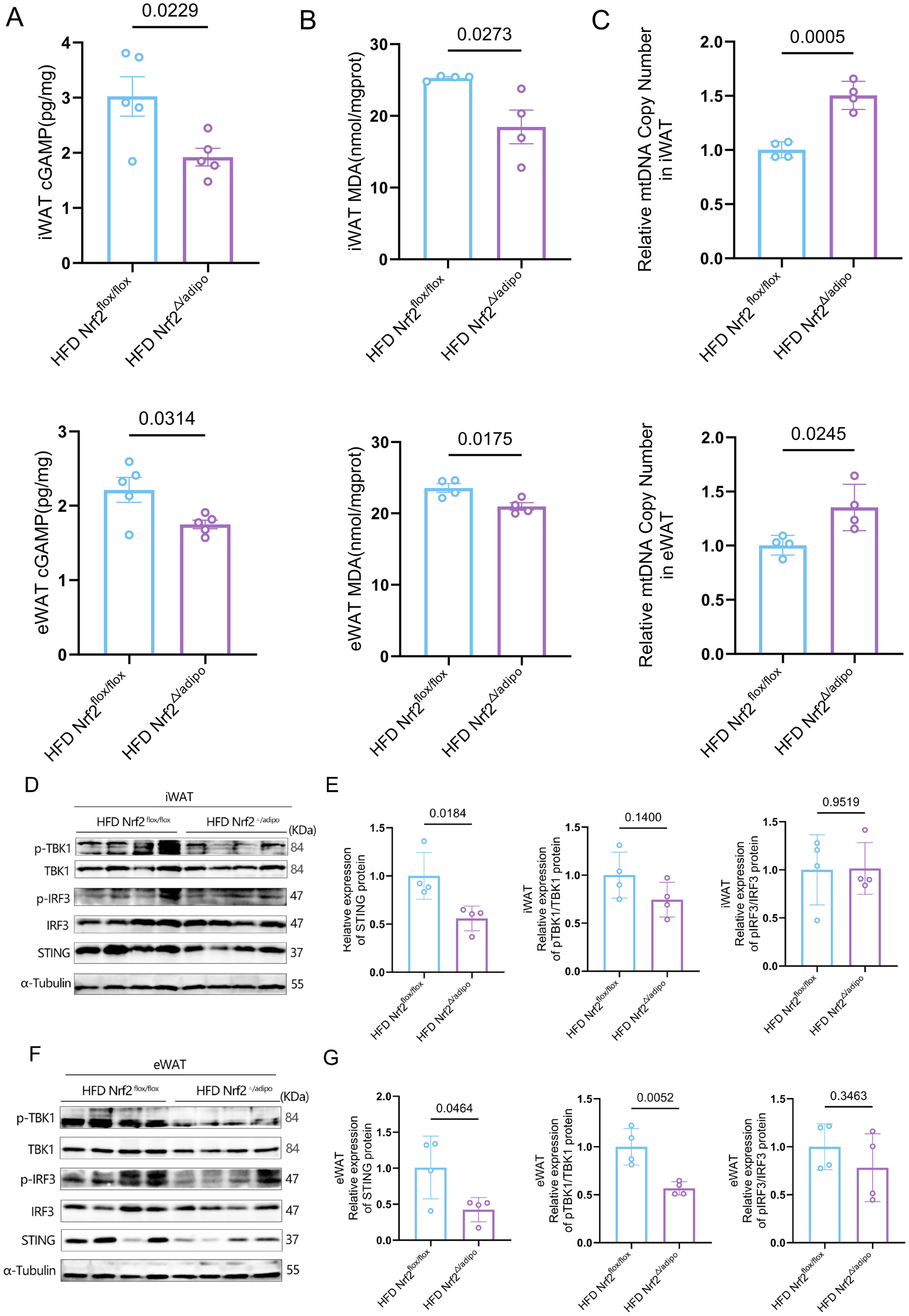 The image contains multiple graphs and western blot analysescomparing variables in HFD Nrf2^flox/flox and HFD Nrf2^△adipo groups. Graphs A to Cshow measurements in iWAT, including cGAMP,MDA,and mtDNA copy number. GraphsD to G present similar data for eWAT. Western blot panels display protein expressionlevels of p-TBK1, TBK1, p-IRF3, IRF3, STING, and a-Tubulin in both iWAT and eWATtissues, with quantifications shown in adjacent graphs. Statistical differences betweengroups are indicated above each graph.