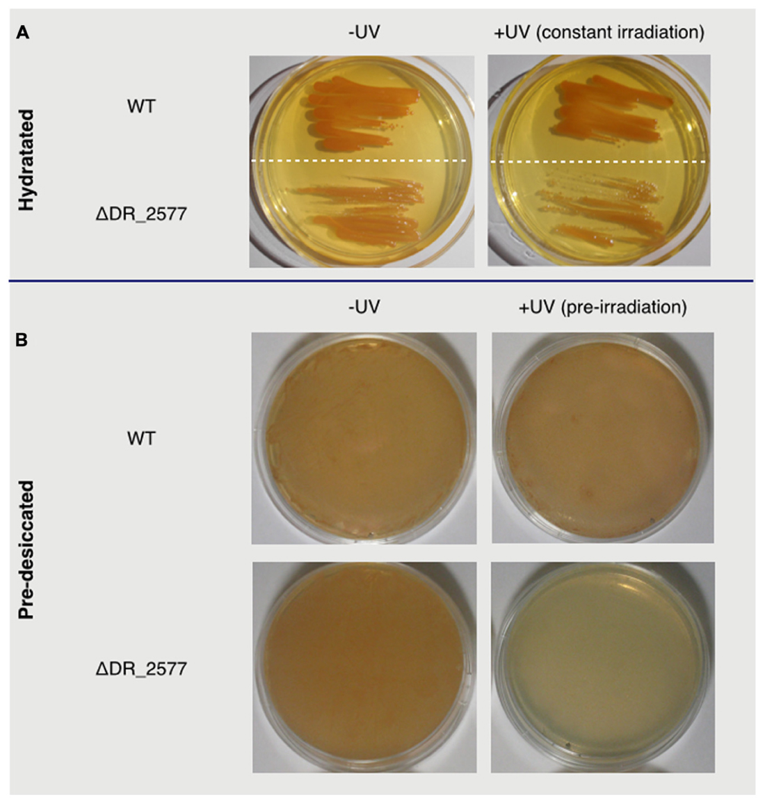 Deinococcus radiodurans - Wikipedia