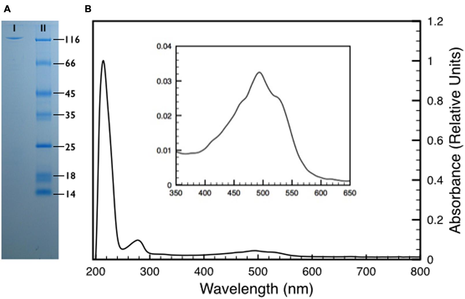 A tentative model of the S-layer of Deinococcus radiodurans R 1