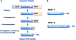 www.frontiersin.org