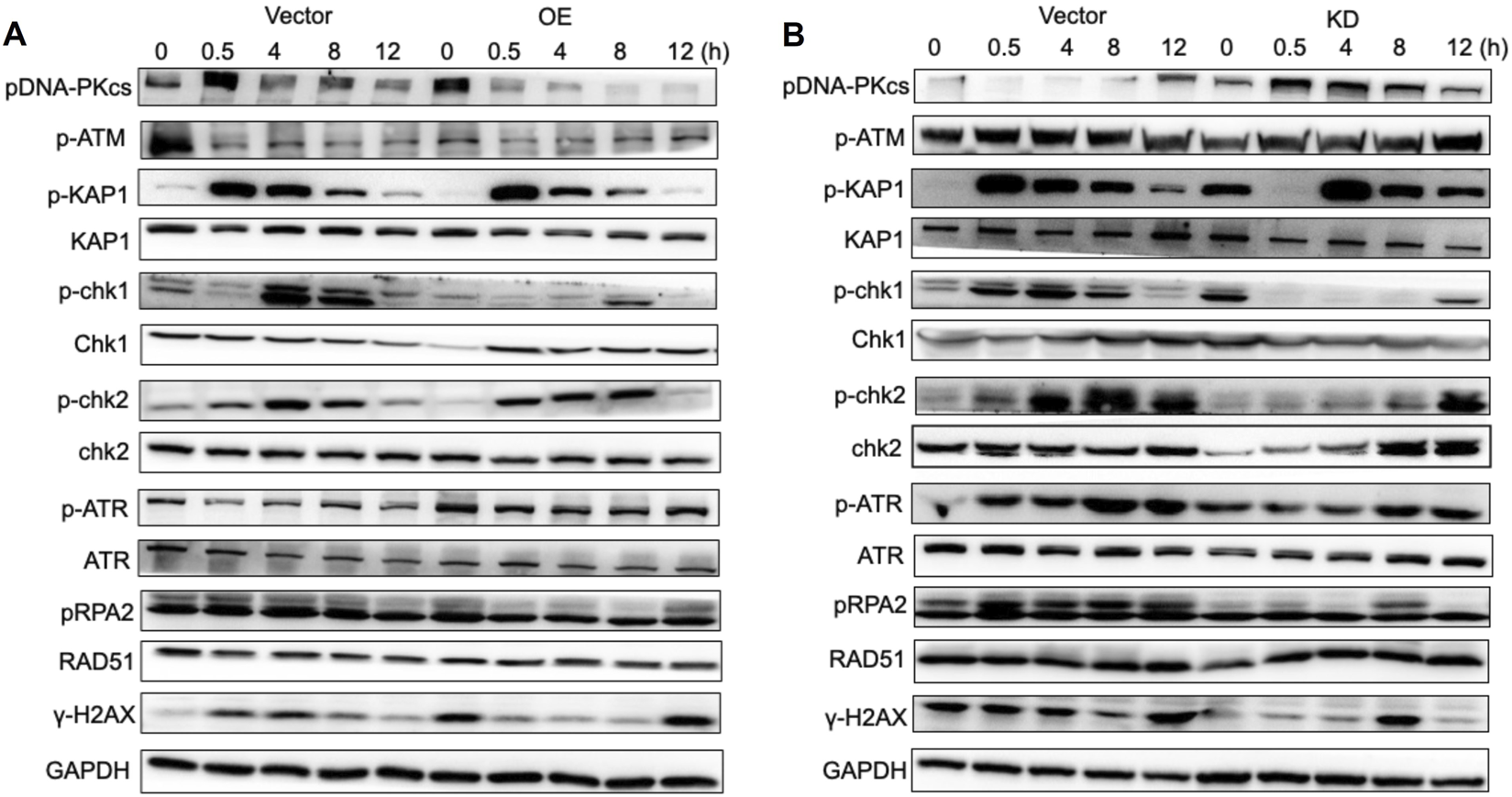 Two panels of Western blot images depict protein expression and phosphorylation over time. Panel A shows results for Vector and OE (overexpressed) samples, while Panel B shows Vector and KD (knockdown) samples. Time points range from zero to twelve hours. Proteins analyzed include DNA-PKcs, p-ATM, p-KAP1, KAP1, p-chk1, Chk1, p-chk2, chk2, p-ATR, ATR, pRPA2, RAD51, γ-H2AX, and GAPDH. Each protein band indicates varying expression or activity levels at different time points.
