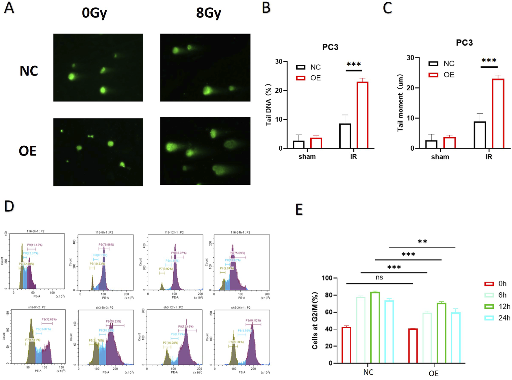 Panel A shows comet assay images with cells labeled NC and OE under 0Gy and 8Gy radiation. Panels B and C present bar graphs showing tail DNA percentage and tail moment in PC3 cells for NC and OE. Panel D includes histograms of cell cycle analysis with different treatments. Panel E is a bar graph indicating percentage of cells in G2/M phase at 0, 6, 12, and 24 hours for NC and OE, showing statistical significance levels.