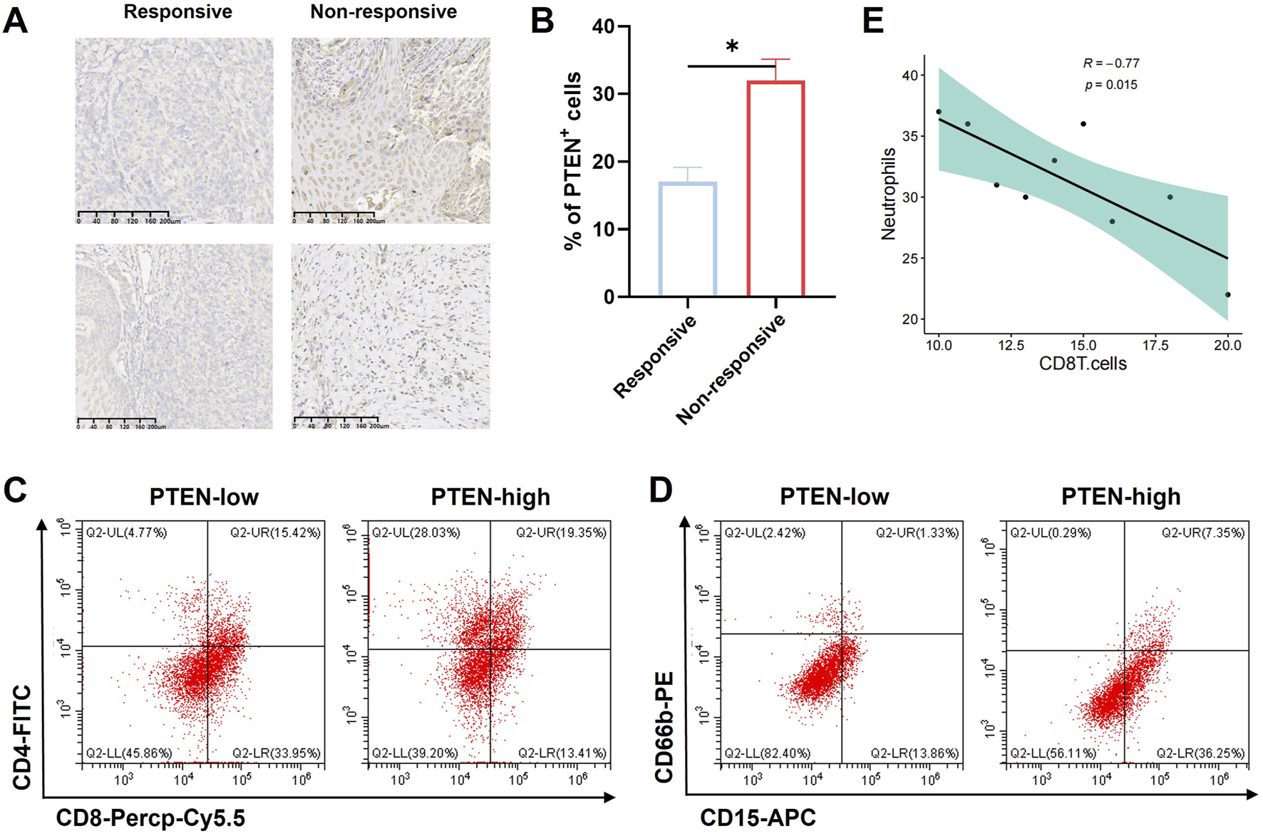 Microscopic analysis and data visualization of PTEN expression and cell populations. Panel A shows tissue staining of PTEN expression in responsive and non-responsive groups. Panel B is a bar graph comparing the percentage of PTEN-positive cells between groups, with non-responsive showing higher levels. Panels C and D are scatter plots displaying CD4 and CD8 T-cells, and CD66b and CD15 cells, in PTEN-low and PTEN-high contexts. Panel E is a scatter plot with a negative correlation between neutrophils and CD8 T-cells, indicated by a trend line and statistical values.