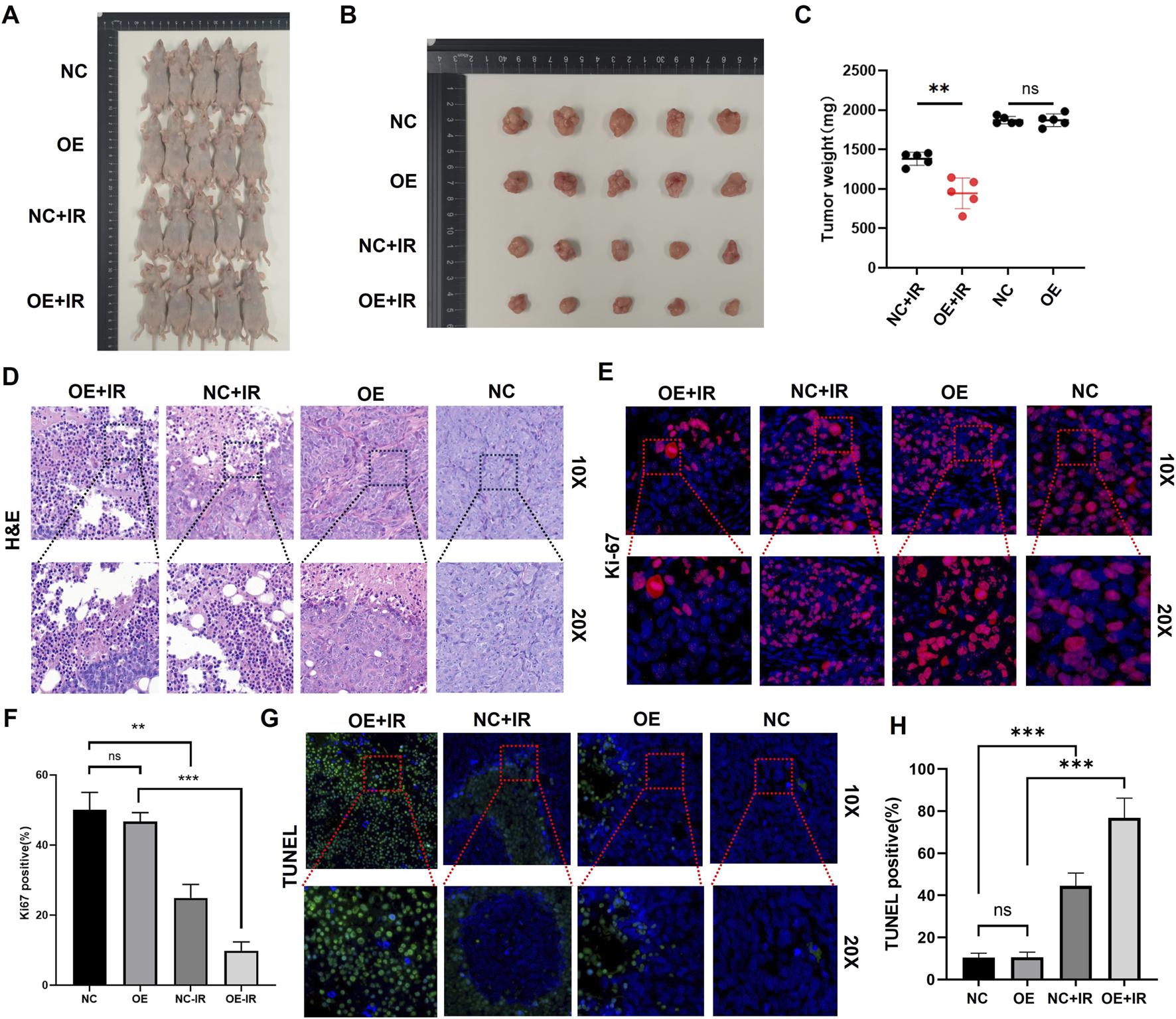 Panels A and B show groups of mice and excised tumors from different treatment groups labeled NC, OE, NC+IR, and OE+IR. Panel C presents a bar graph comparing tumor weights across these groups. Panel D displays H&E-stained tissue sections at 10X and 20X magnifications. Panel E shows Ki-67 stained tissue sections at the same magnifications, demonstrating cell proliferation. Panel F is a bar graph of Ki-67 positivity percentages. Panel G displays TUNEL assay results at 10X and 20X magnifications, indicating apoptosis. Panel H is a bar graph of TUNEL positivity percentages, comparing different group treatments.