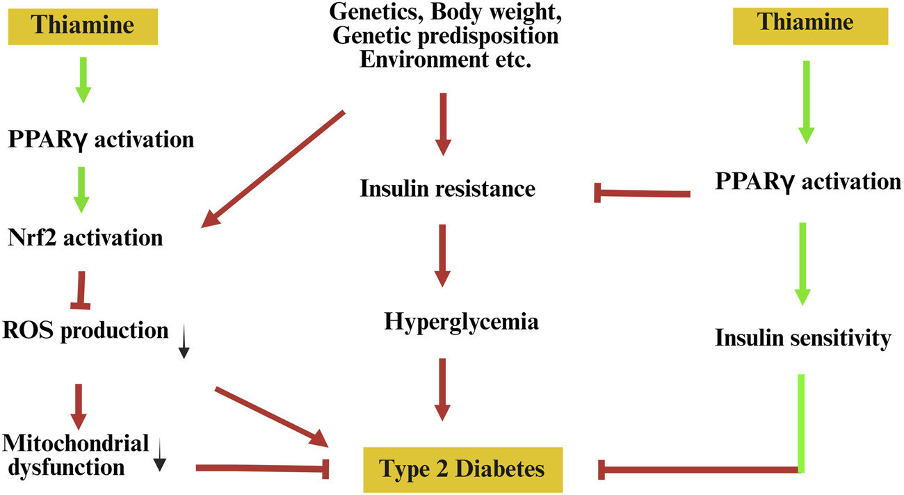 Diagram illustrating pathways influencing Type 2 Diabetes. Thiamine activates PPARγ and Nrf2, reducing ROS and mitochondrial dysfunction. Genetics affect insulin resistance, increasing hyperglycemia and diabetes risk. PPARγ also enhances insulin sensitivity.