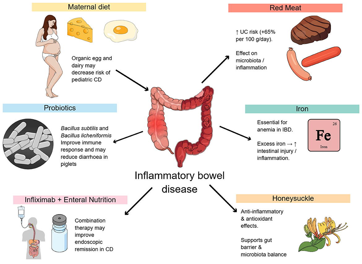 Illustration of factors influencing inflammatory bowel disease (IBD). Center shows intestines labeled “Inflammatory bowel disease.” Arrows point to various elements: Maternal diet (organic egg and dairy reduce pediatric CD risk), Red Meat (increases UC risk, affects microbiota/inflammation), Iron (essential but excess increases intestinal injury), Honeysuckle (anti-inflammatory, supports microbiota balance), Infliximab + Enteral Nutrition (combination therapy improves CD remission), and Probiotics (improves immune response, reduces diarrhea in piglets). Each element includes supporting images or icons, such as food items, pills, and a flower.