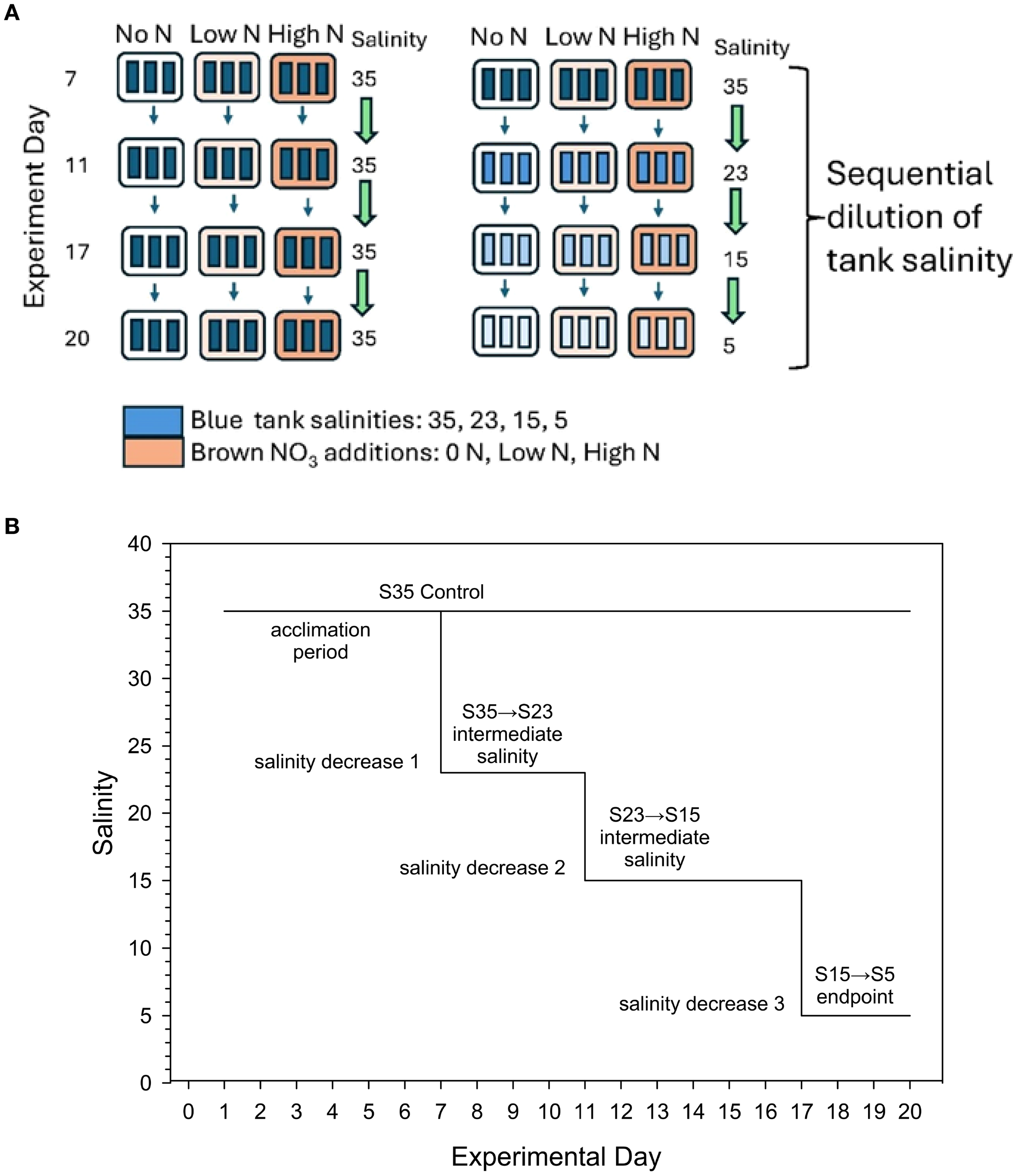 Diagram illustrating a tank salinity experiment over 20 days. Panel A shows different tanks with various nitrate levels and a sequential dilution of salinity from 35 to 5. Blue indicates changing salinities, while brown represents different nitrate additions. Panel B is a line graph depicting salinity changes from day 0 to 20, with steps showing decreases in salinity at specific intervals.