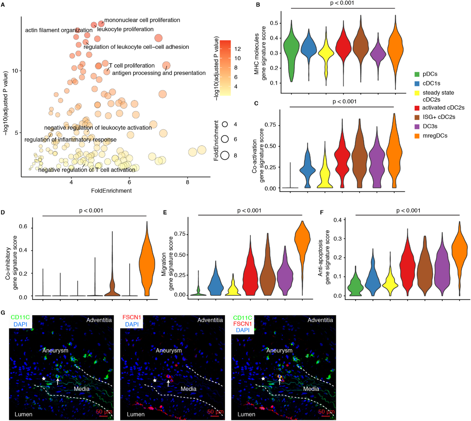 Scatter plot (A) shows gene enrichment related to immune response and cell proliferation. Violin plots (B-F) depict gene signature scores in different cell types: pDCs, cDC1s, and others. Microscopy images (G) display aneurysm tissue with stained markers CD11C and FSCN1, highlighting cell localization in artery sections.