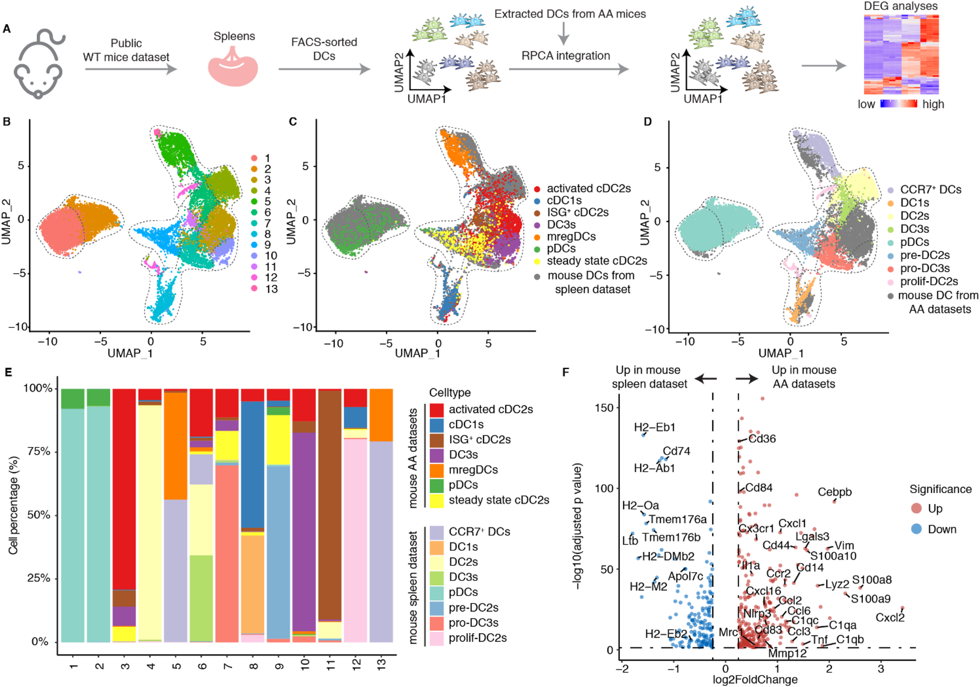 Flowchart and data visualizations showing dendritic cell analysis. Panel A illustrates the process from the WT mice dataset to DEG analyses. Panels B-D display UMAP plots with various cell types. Panel E is a bar graph showing cell type percentages in datasets. Panel F is a scatter plot depicting gene expression changes between datasets, highlighting significant up- and down-regulated genes.