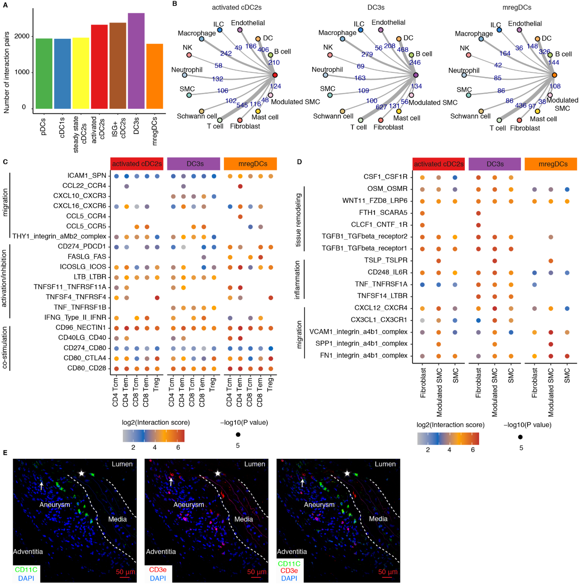 A five-panel scientific illustration with charts and histology images. Panel A shows a bar graph comparing numbers of interaction pairs among various cell types. Panel B displays two network diagrams illustrating interactions of different dendritic cell subtypes with other cells. Panels C and D are dot plots representing interaction scores and significance values for various cell and protein interactions, categorized into functional groups. Panel E contains three stained tissue section images showing aneurysm structures with labeled regions \"Lumen,\" \"Media,\" and \"Adventitia,\" highlighting CD11c, CD3ε, and DAPI in different cell types.