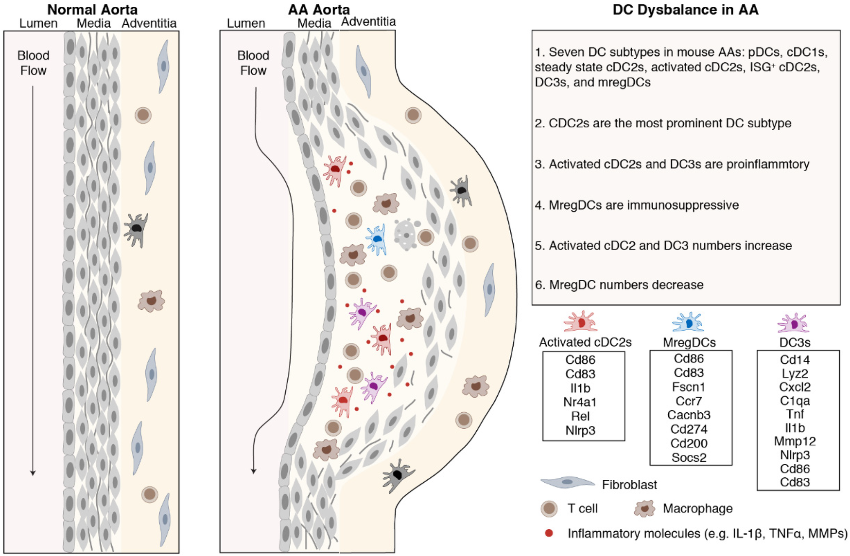 Diagram comparing a normal aorta to an AA aorta, showing layers: lumen, media, adventitia. The AA aorta has increased inflammatory cells, T cells, macrophages, and reduced fibroblasts. The right panel lists dendritic cell subtype imbalances: proinflammatory activated cDC2s and DC3s increase, while immunosuppressive MregDCs decrease. Cells and molecules are color-coded: activated cDC2s (red), MregDCs (blue), DC3s (purple), T cells (brown), fibroblasts (gray), inflammatory molecules (red).