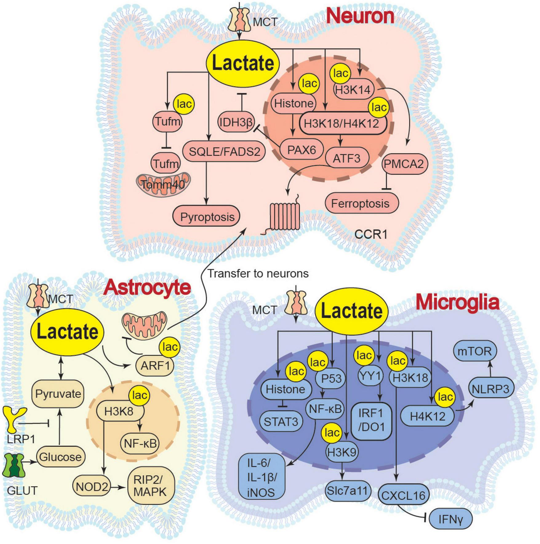 Diagram illustrating lactate transport and metabolism in neurons, astrocytes, and microglia. Neurons receive lactate from astrocytes via MCT transporters. Astrocytes produce lactate from glucose. Microglia utilize lactate affecting pathways like NF-kB and histone acetylation. Various molecules and pathways are involved, such as PAX6, H3K9, and NOD2. The image highlights the interconnected roles of these cells in lactate metabolism.